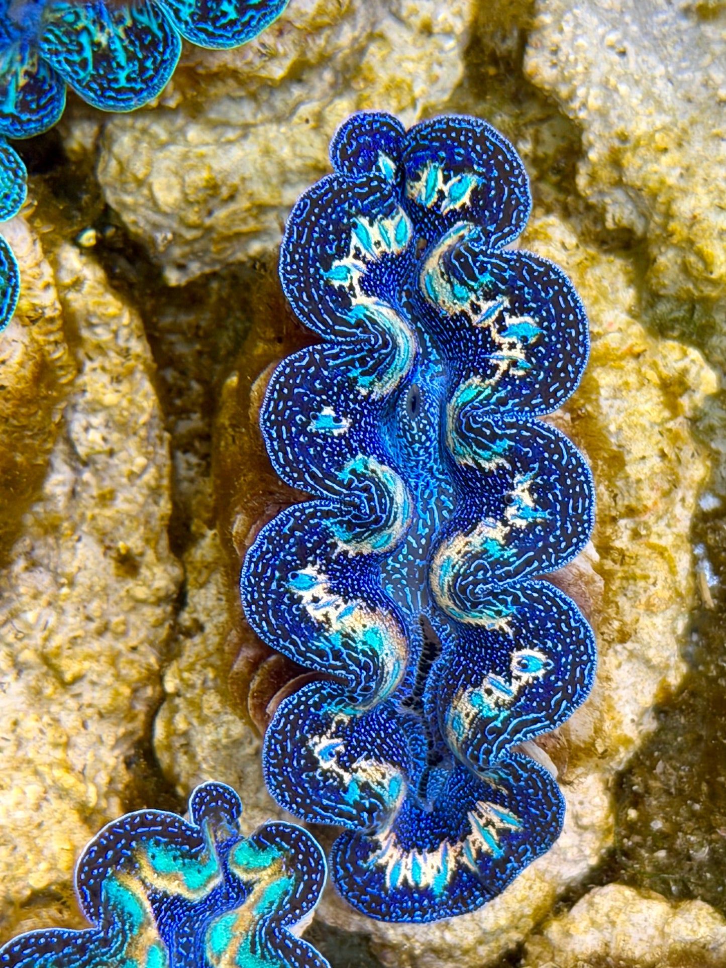 Ultra Rainbow Crocea Clam Captive Bred B