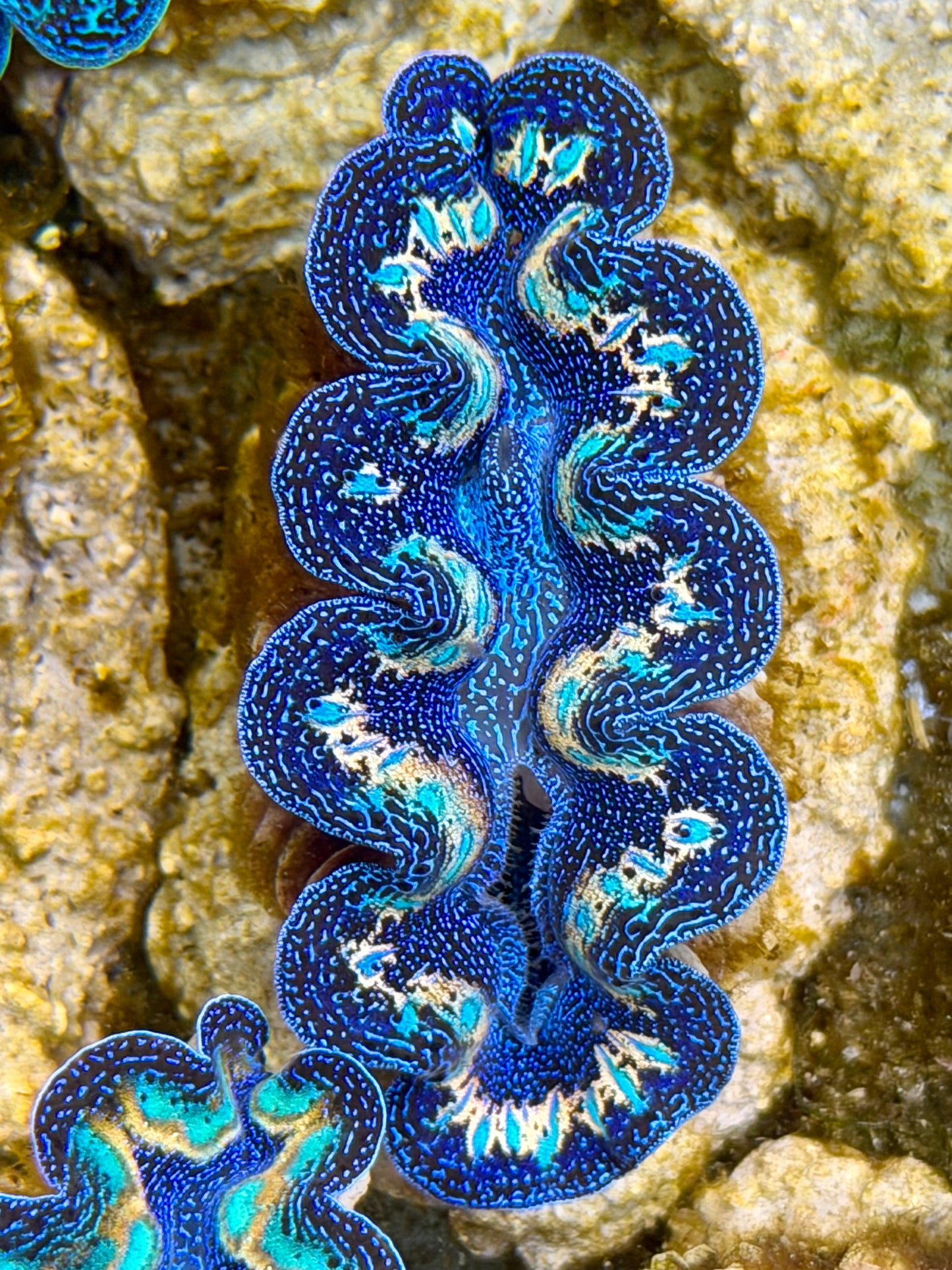 Ultra Rainbow Crocea Clam Captive Bred B