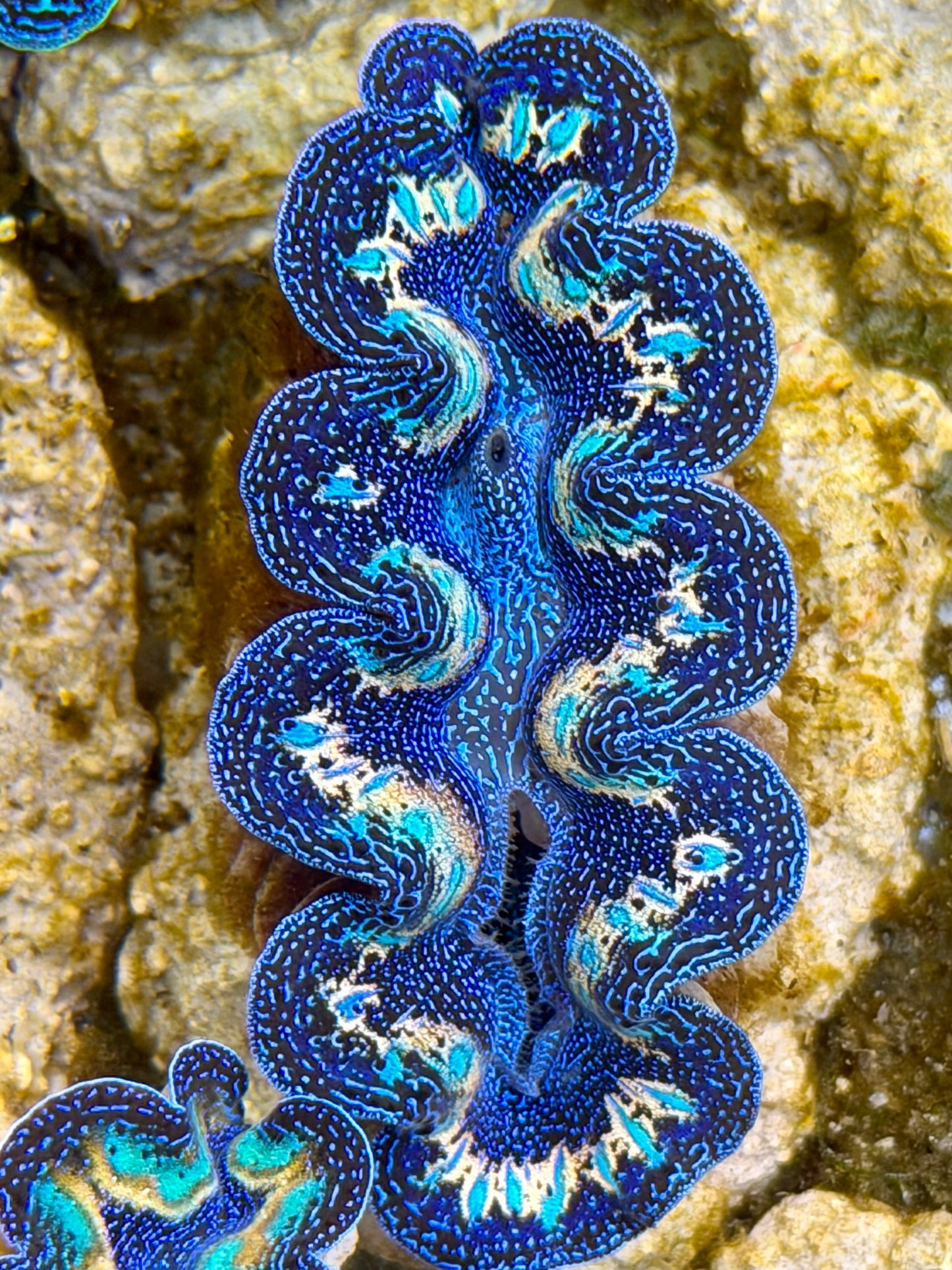 Ultra Rainbow Crocea Clam Captive Bred B