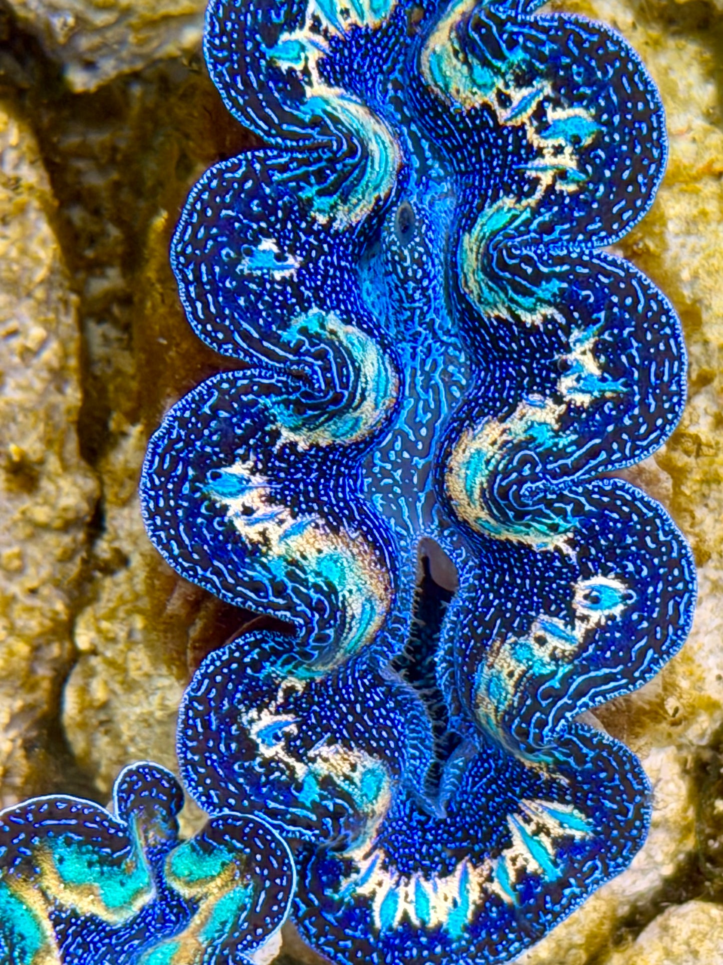 Ultra Rainbow Crocea Clam Captive Bred B