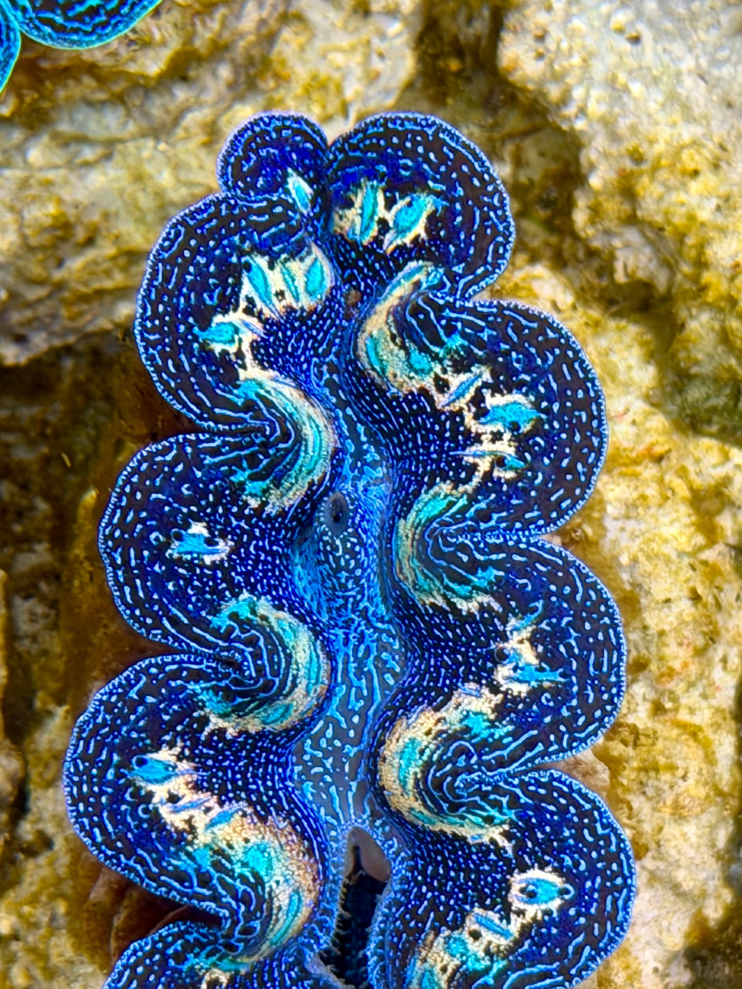 Ultra Rainbow Crocea Clam Captive Bred B