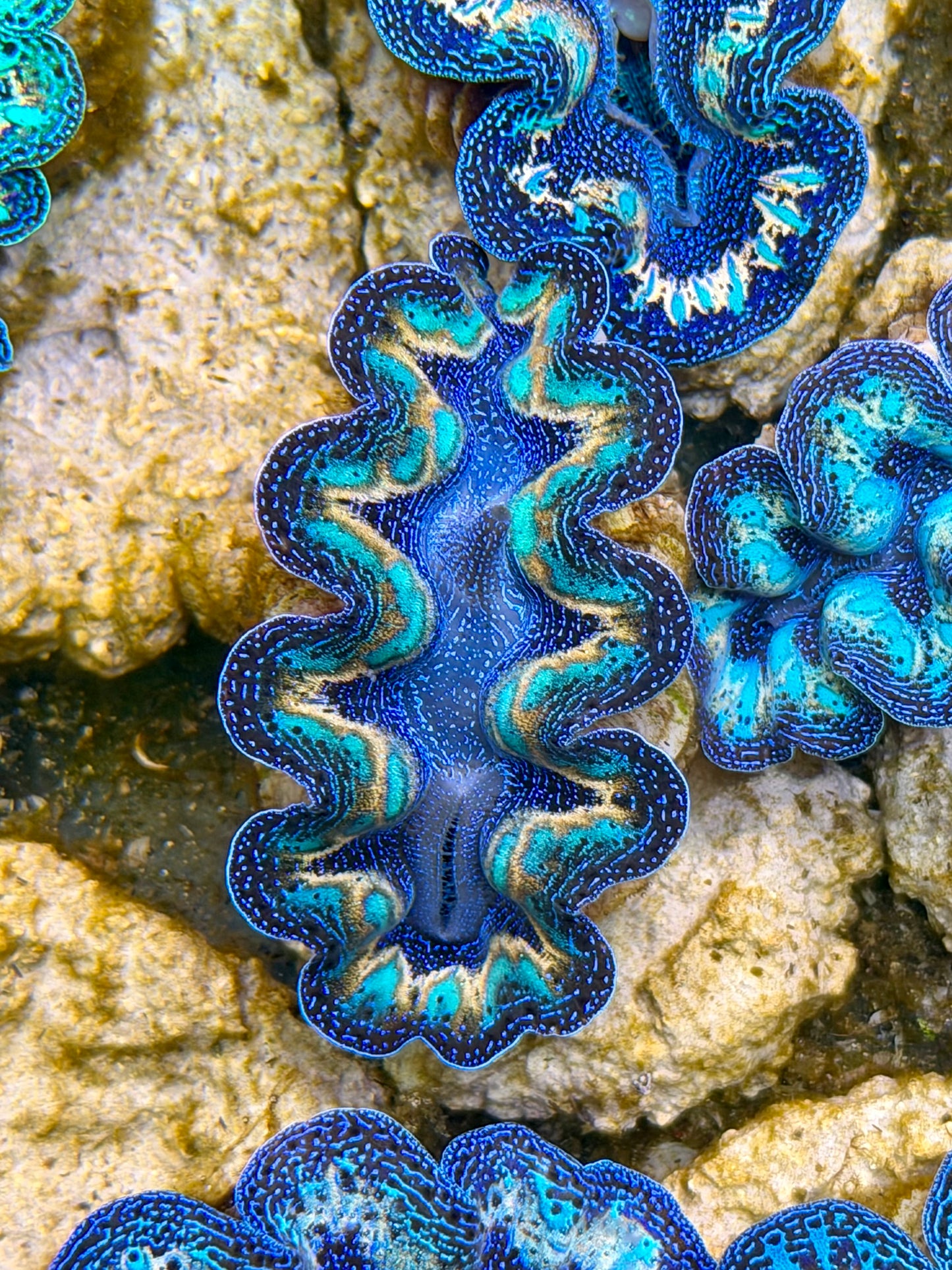 Ultra Lined Rainbow Crocea Clam Captive Bred B