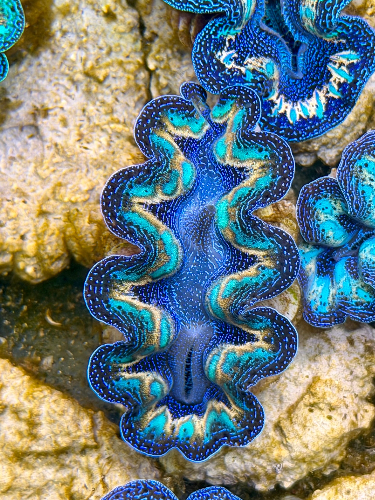 Ultra Lined Rainbow Crocea Clam Captive Bred B