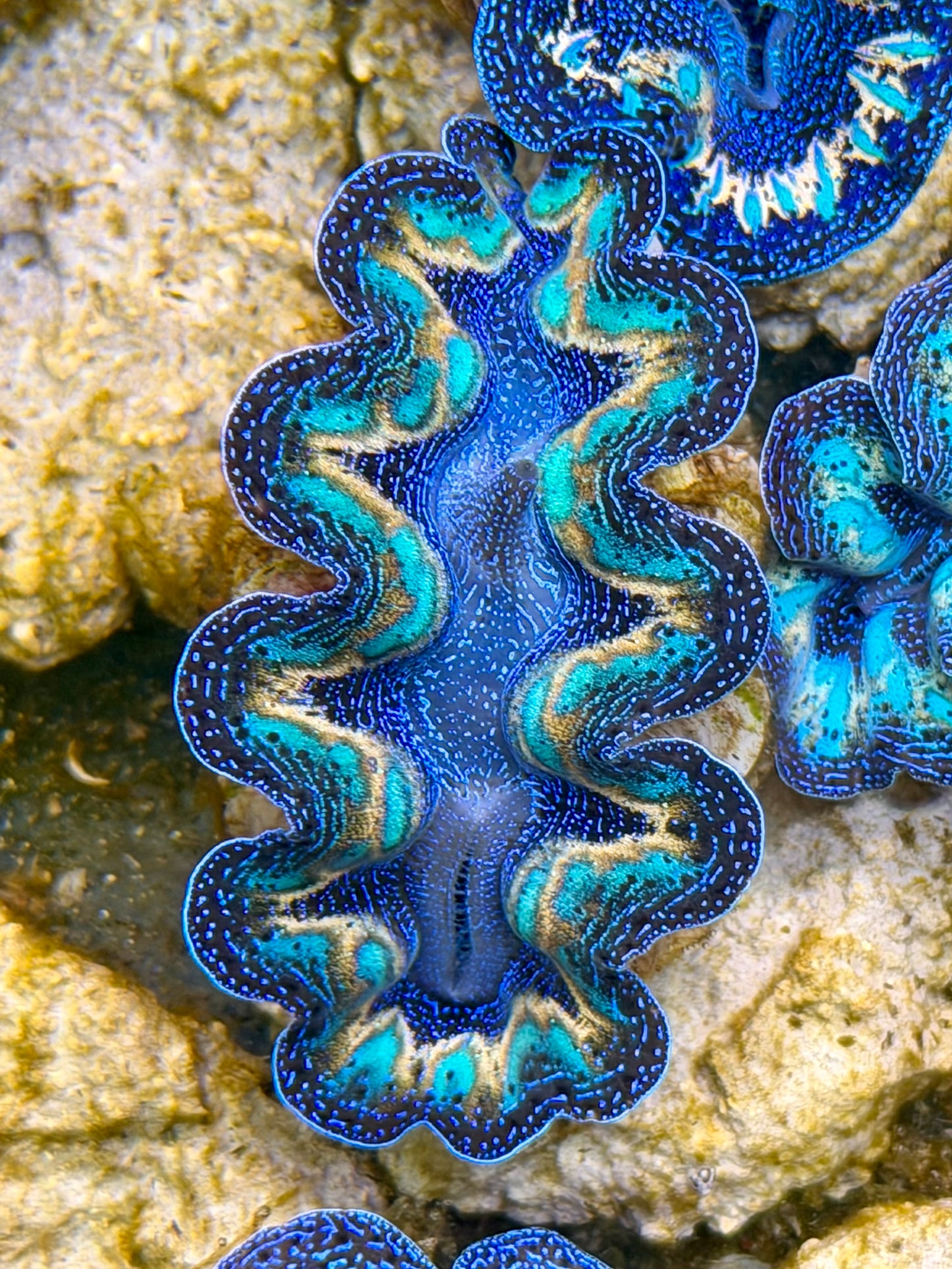 Ultra Lined Rainbow Crocea Clam Captive Bred B