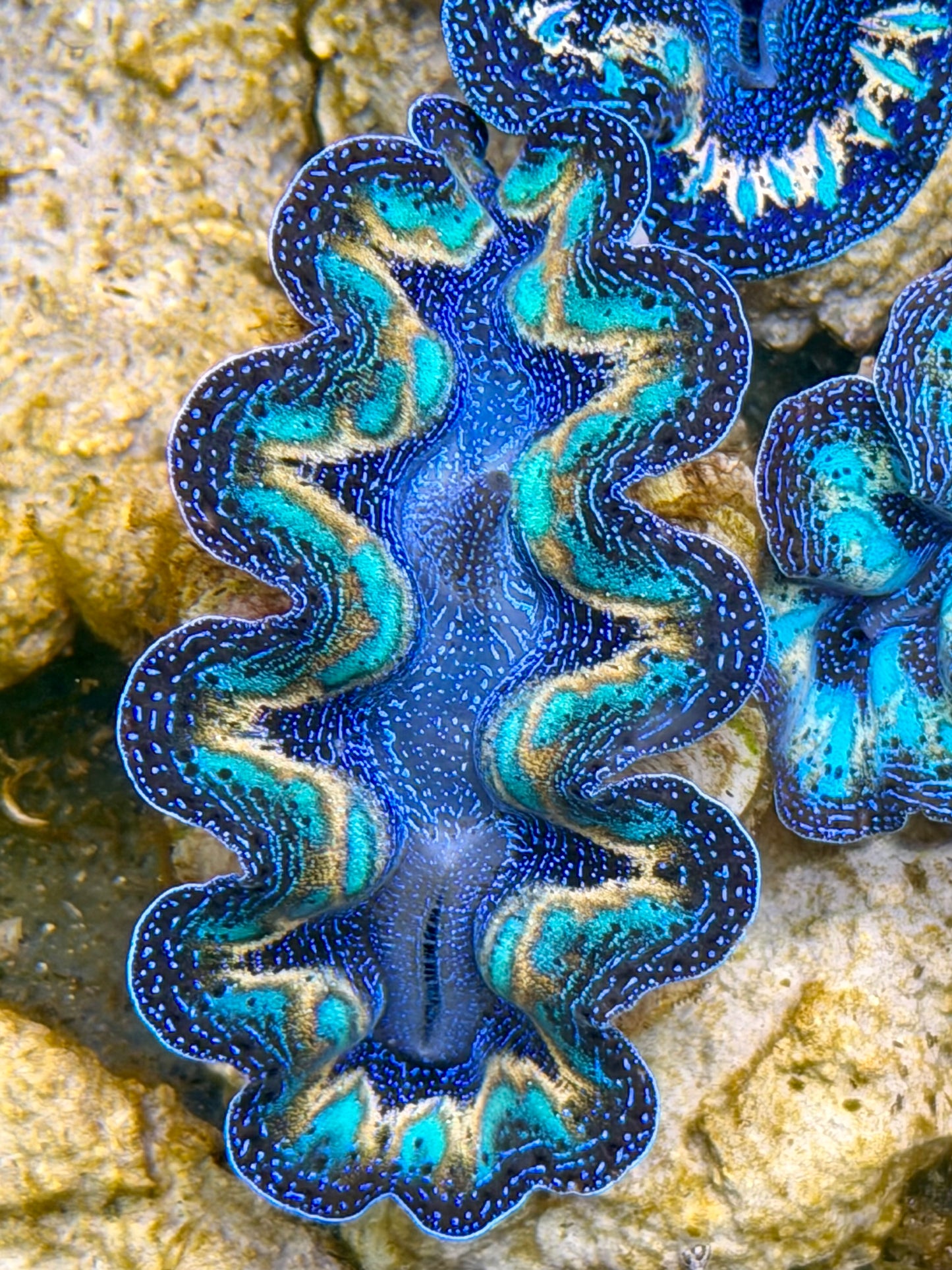 Ultra Lined Rainbow Crocea Clam Captive Bred B