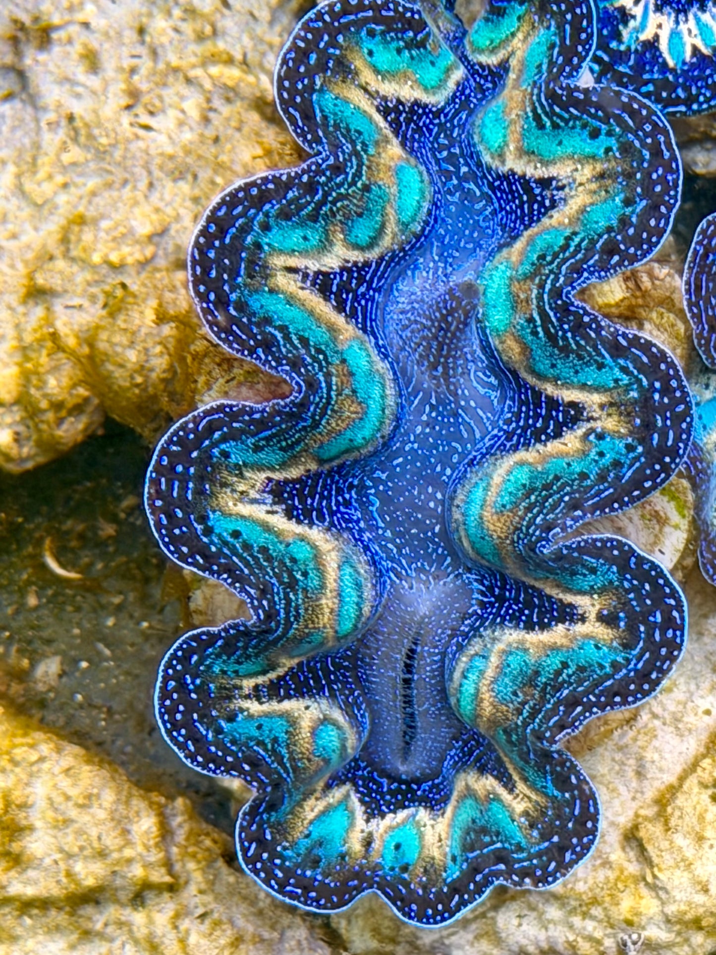 Ultra Lined Rainbow Crocea Clam Captive Bred B