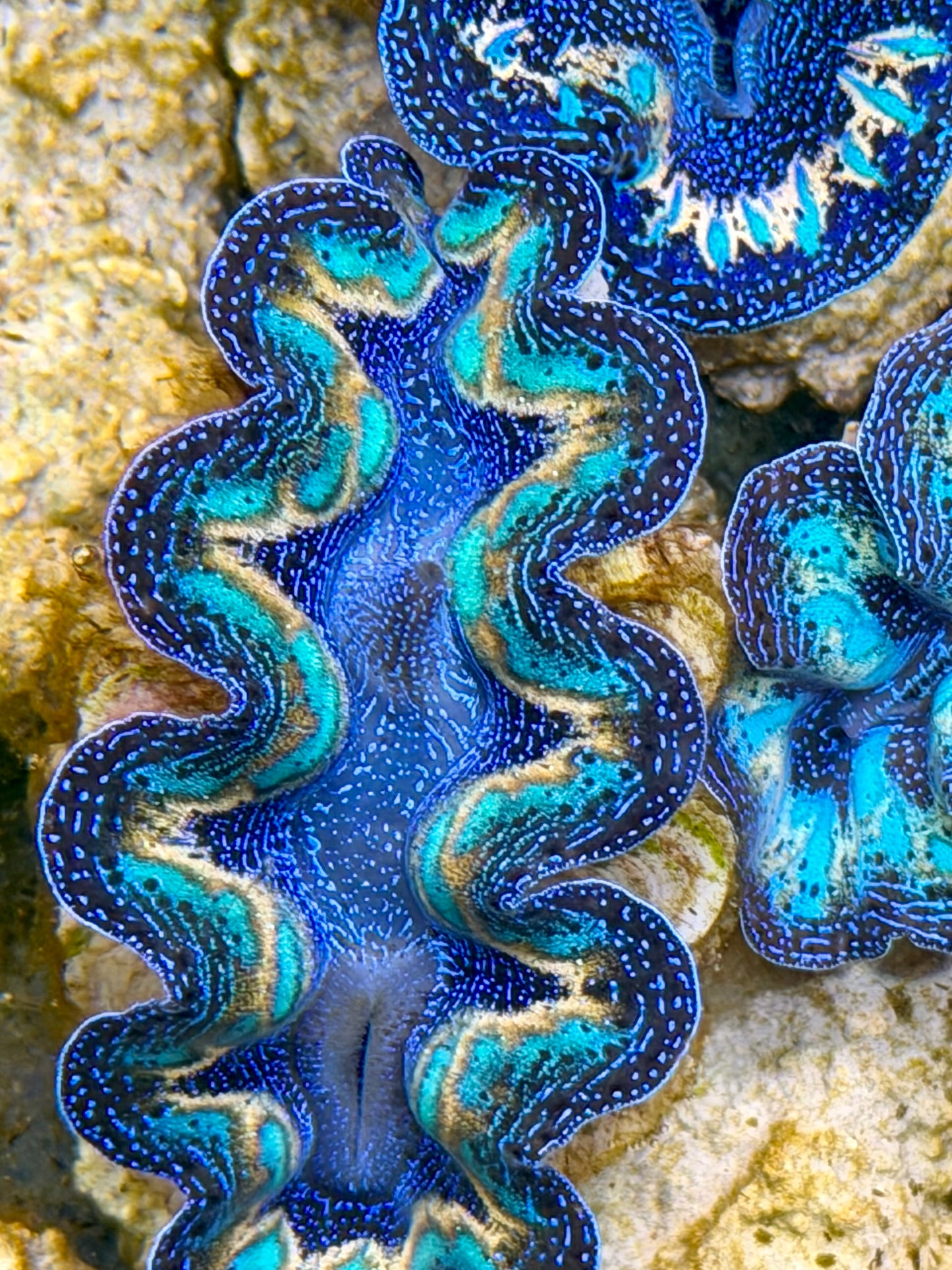 Ultra Lined Rainbow Crocea Clam Captive Bred B