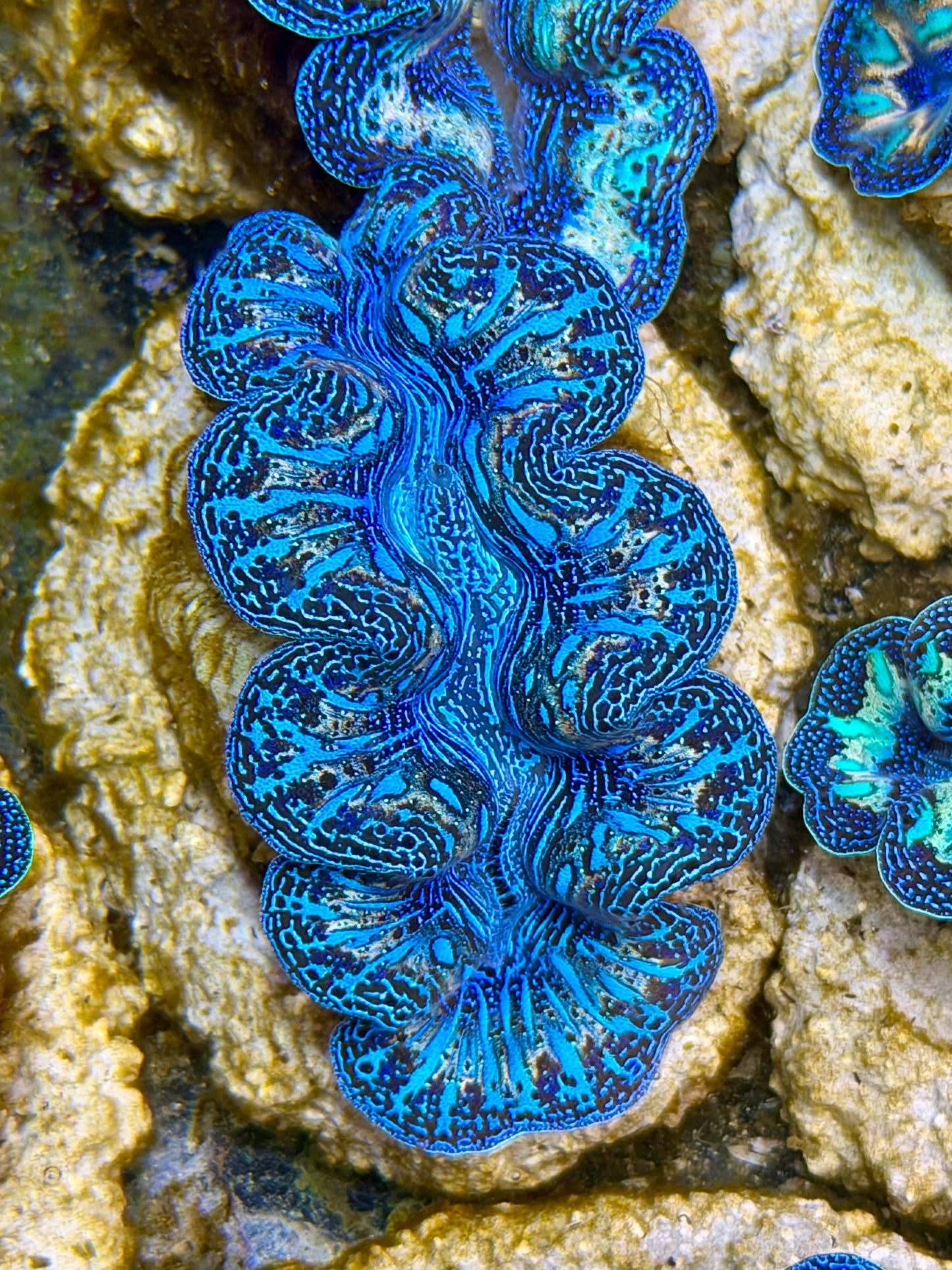 Ultra Rainbow Crocea Clam Captive Bred B