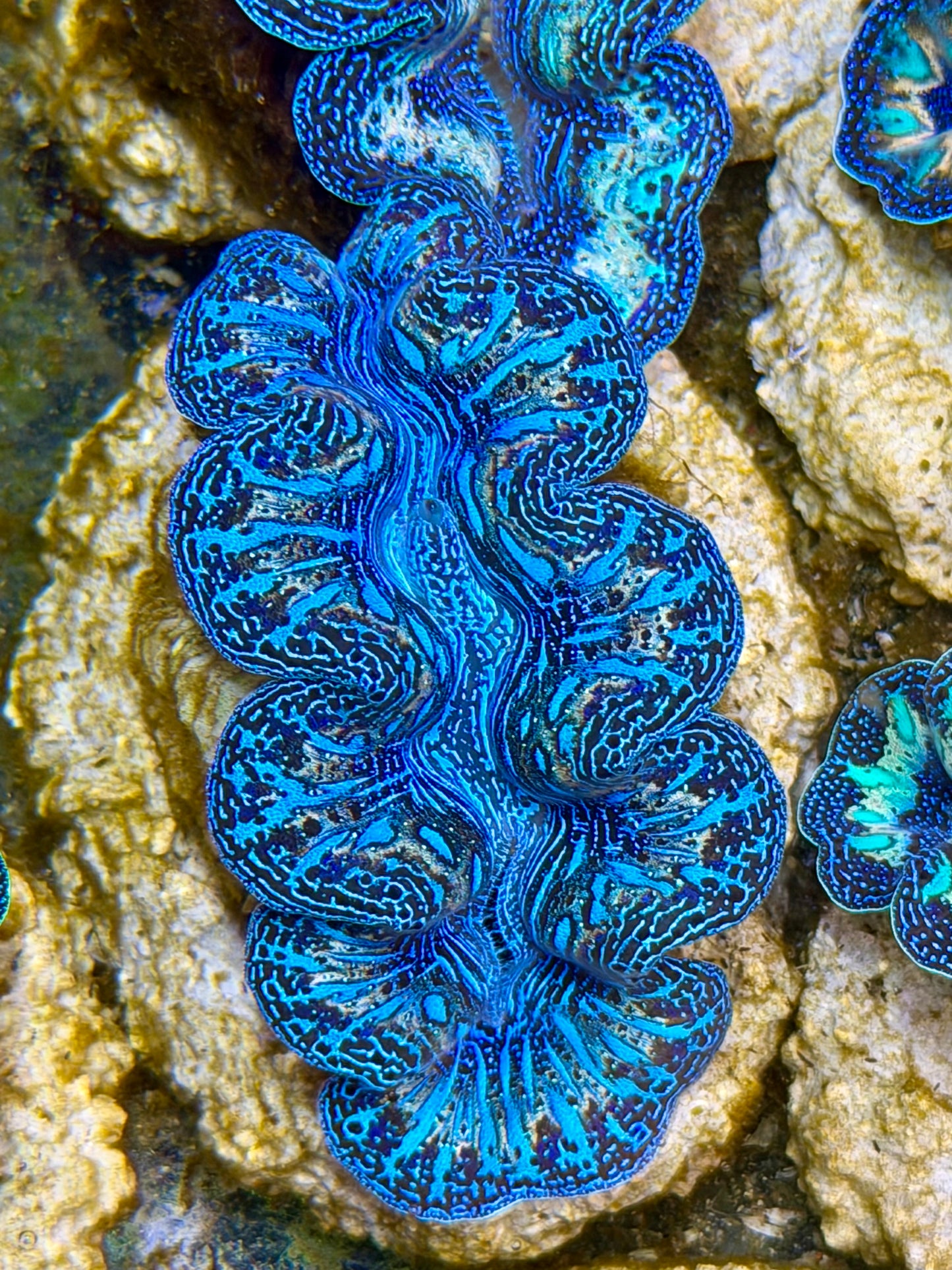 Ultra Rainbow Crocea Clam Captive Bred B