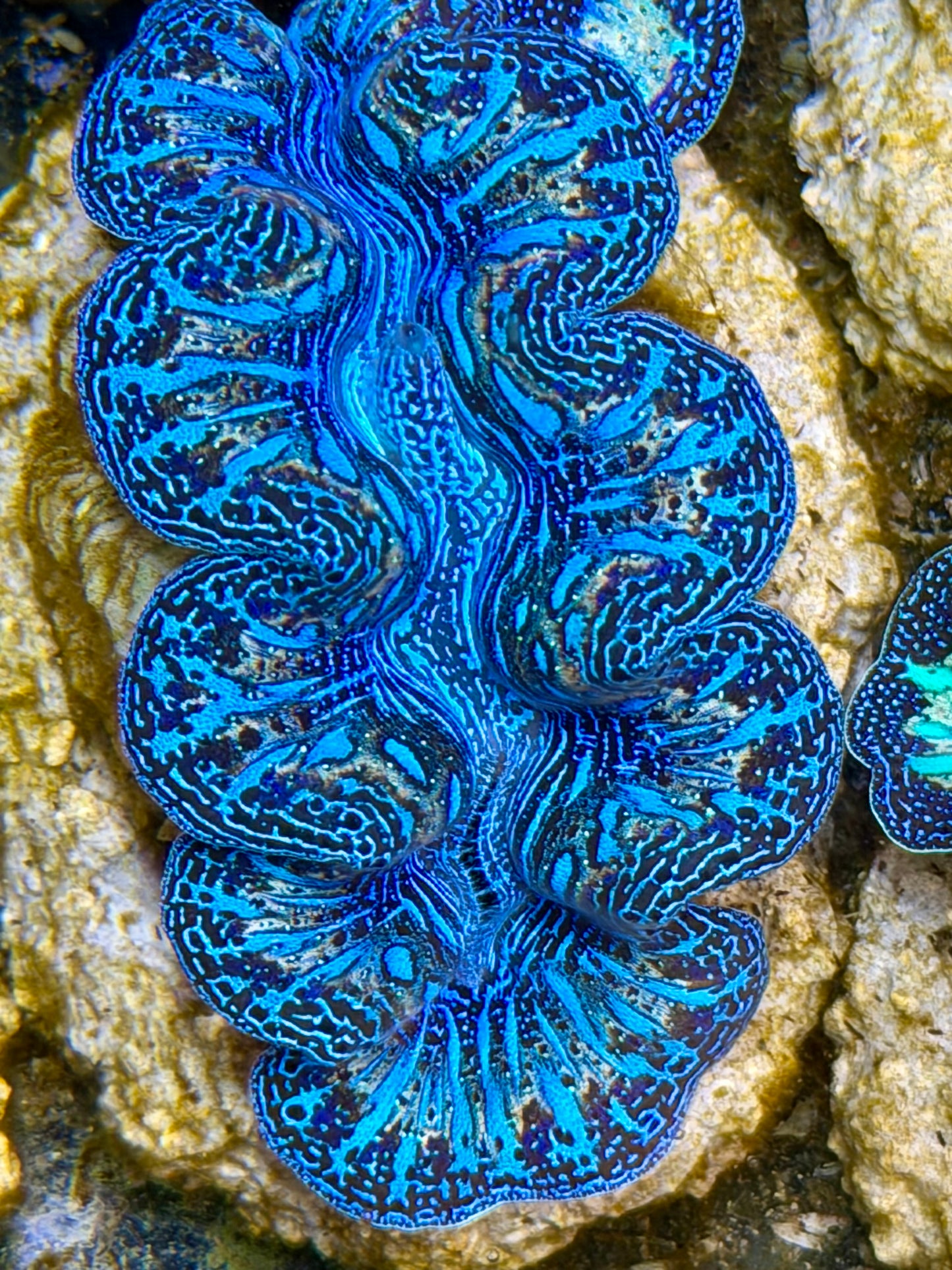 Ultra Rainbow Crocea Clam Captive Bred B