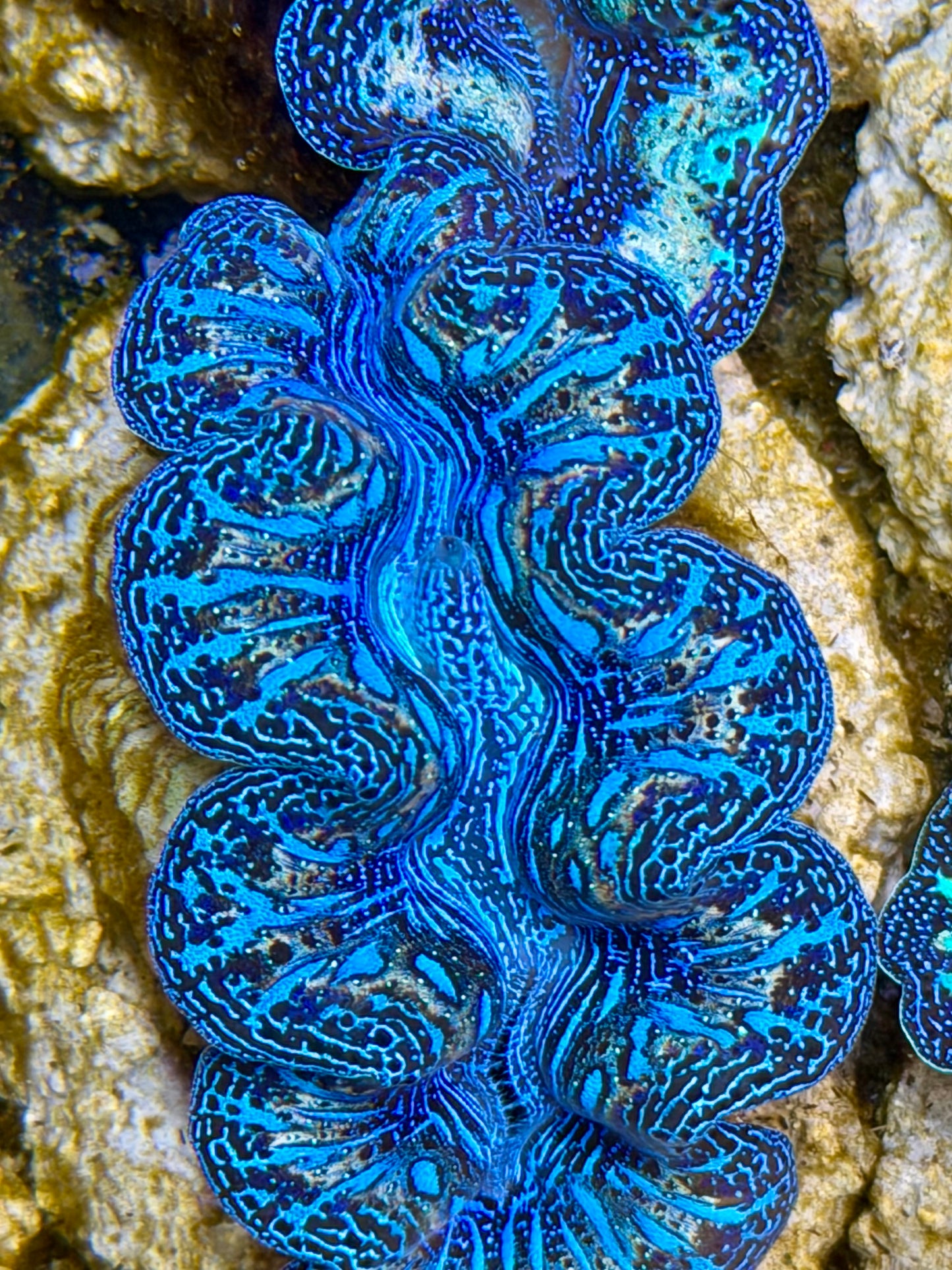 Ultra Rainbow Crocea Clam Captive Bred B