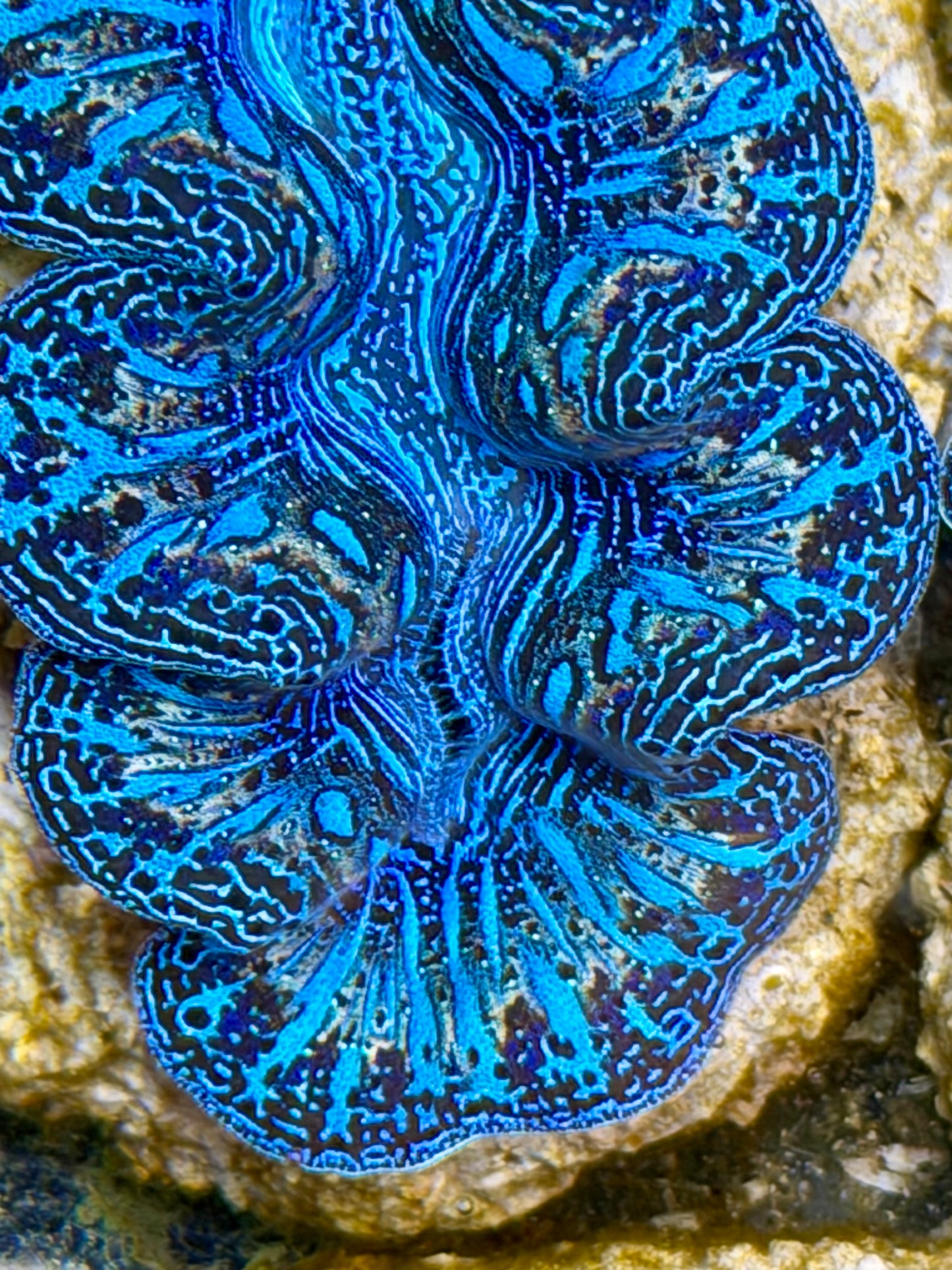 Ultra Rainbow Crocea Clam Captive Bred B