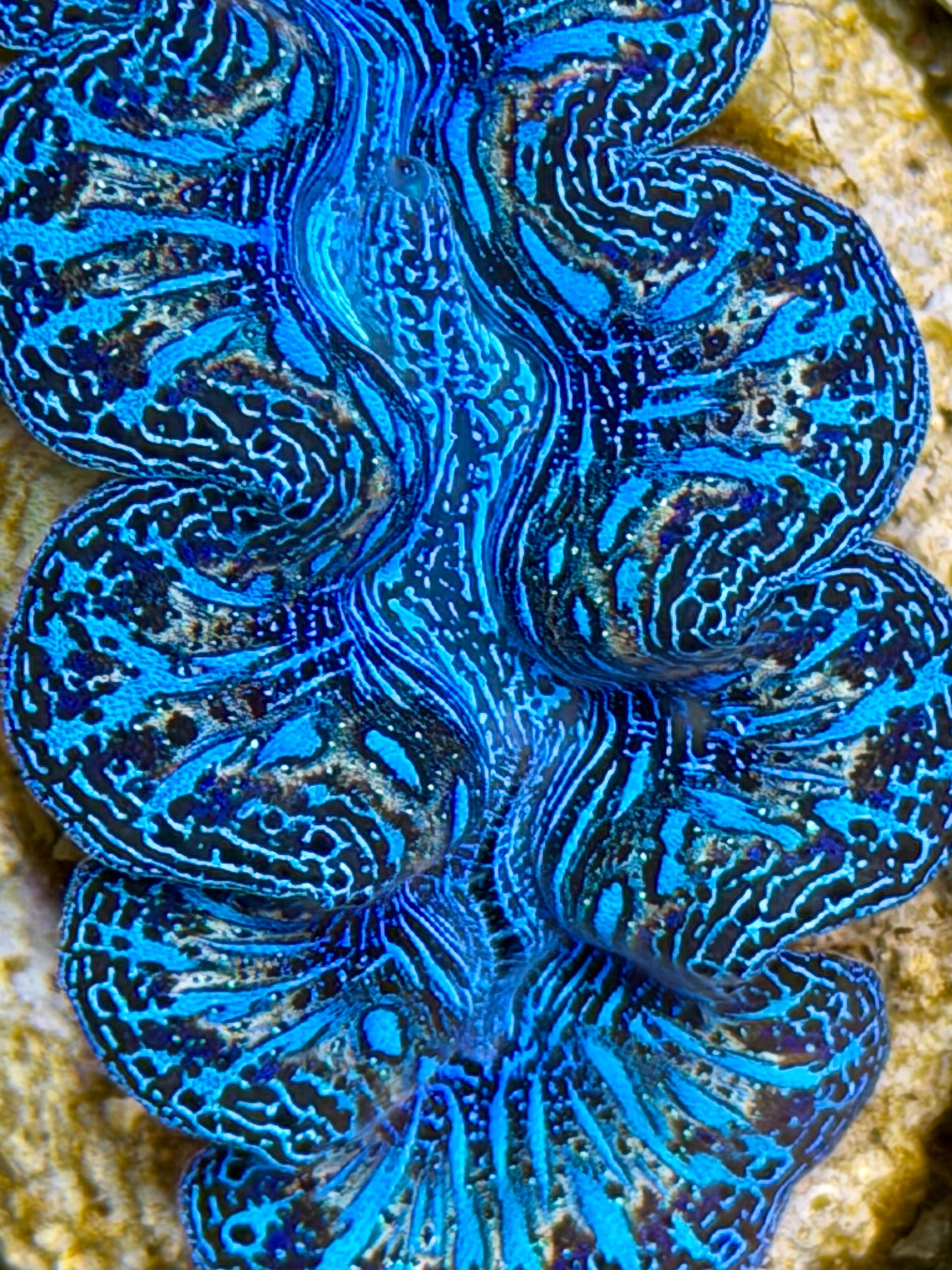 Ultra Rainbow Crocea Clam Captive Bred B