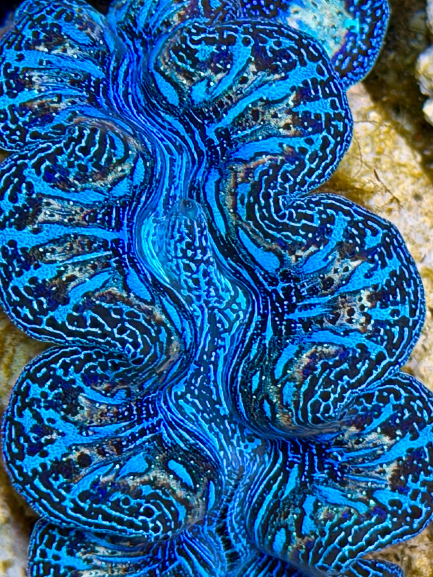 Ultra Rainbow Crocea Clam Captive Bred B