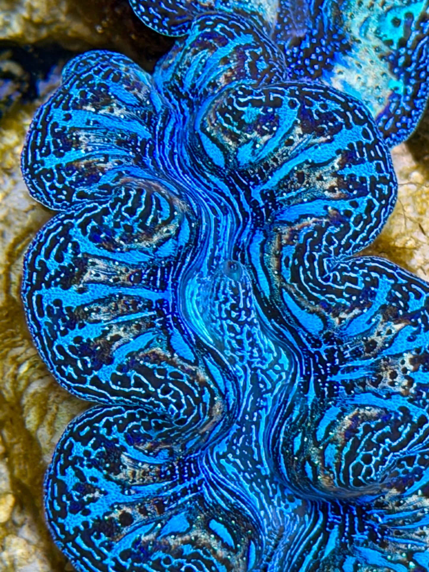 Ultra Rainbow Crocea Clam Captive Bred B