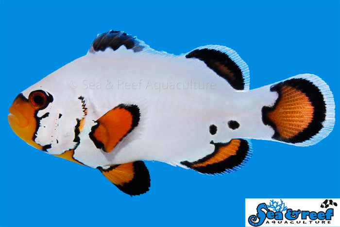 Super Sale! $35 Designer Clownfish!  (10 Designer Clownfish to Choose From!)