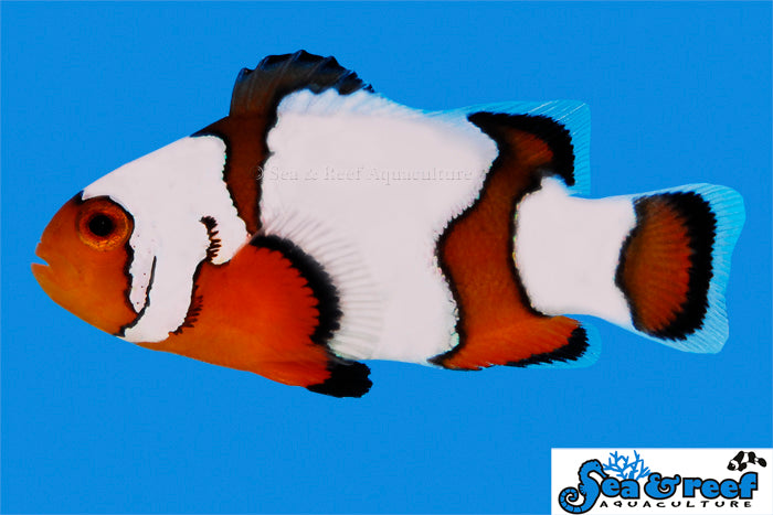 Super Sale! $35 Designer Clownfish!  (10 Designer Clownfish to Choose From!)