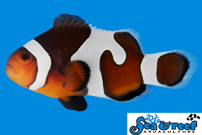 Super Sale! $35 Designer Clownfish!  (10 Designer Clownfish to Choose From!)