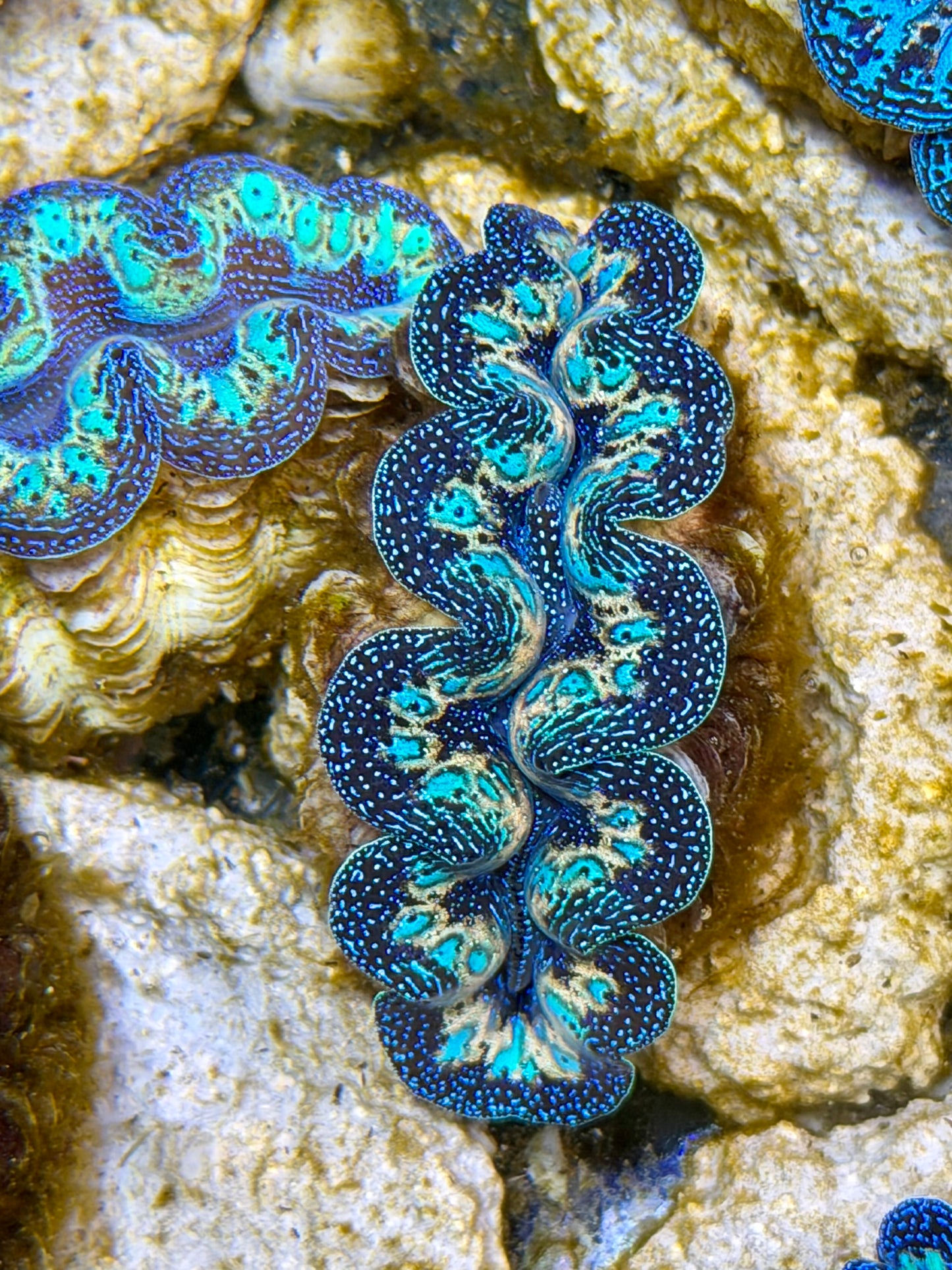 Ultra Rainbow Crocea Clam Captive Bred B