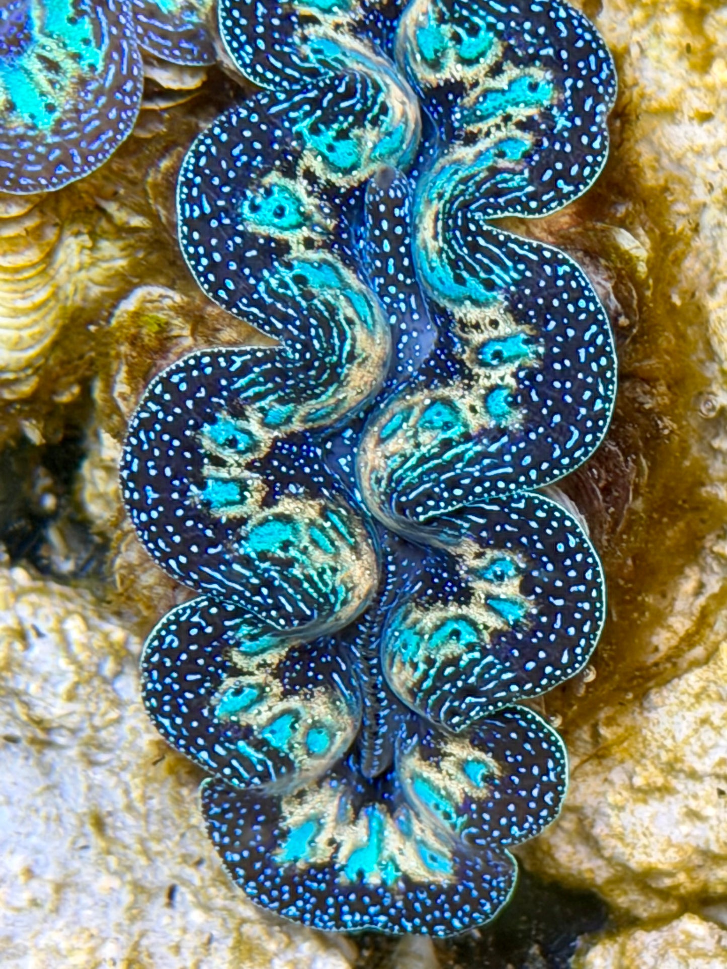 Ultra Rainbow Crocea Clam Captive Bred B