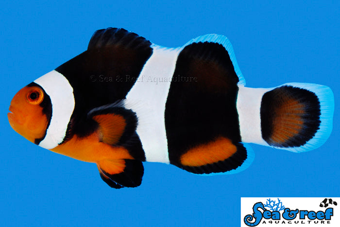 Super Sale! $35 Designer Clownfish!  (10 Designer Clownfish to Choose From!)