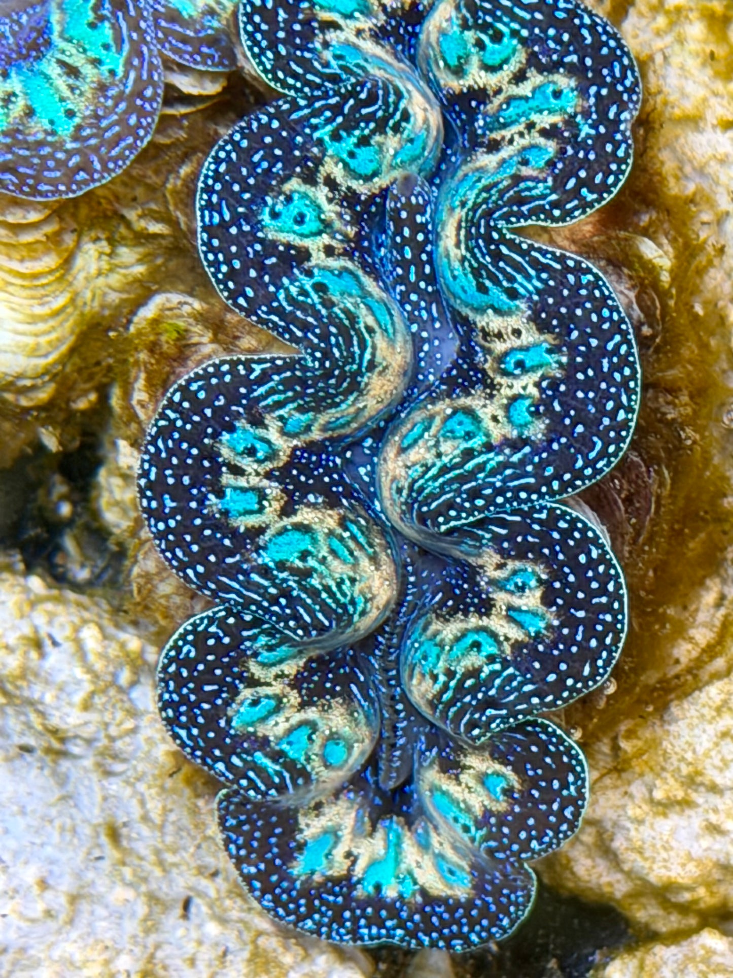 Ultra Rainbow Crocea Clam Captive Bred B