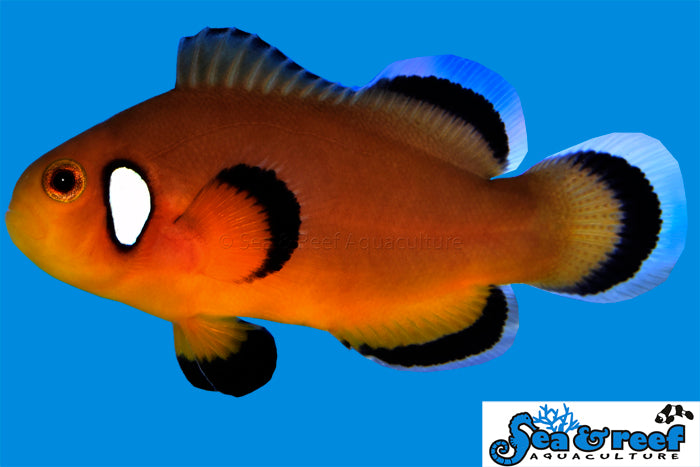 Super Sale! $35 Designer Clownfish!  (10 Designer Clownfish to Choose From!)