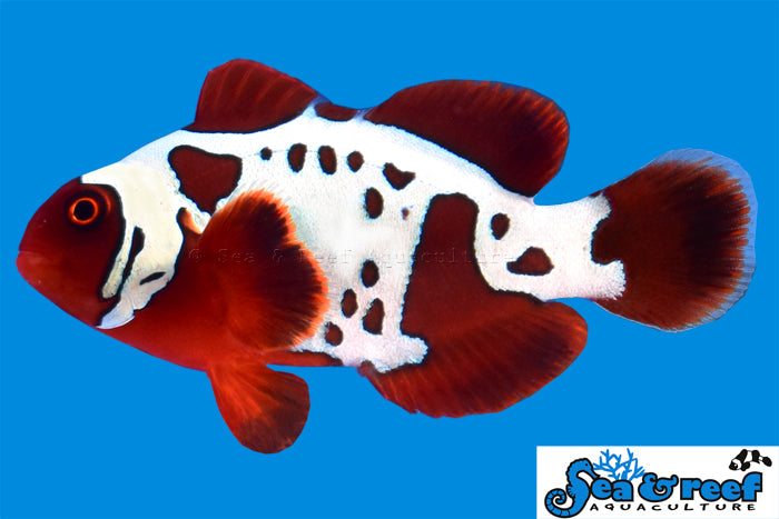 Super Sale! $35 Designer Clownfish!  (10 Designer Clownfish to Choose From!)