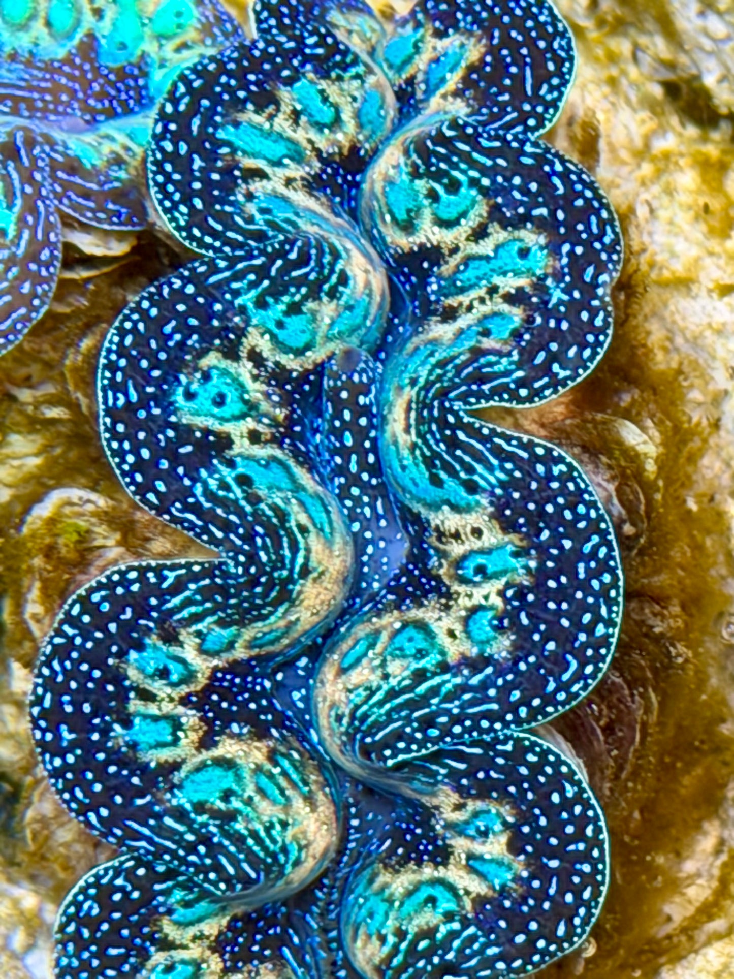 Ultra Rainbow Crocea Clam Captive Bred B