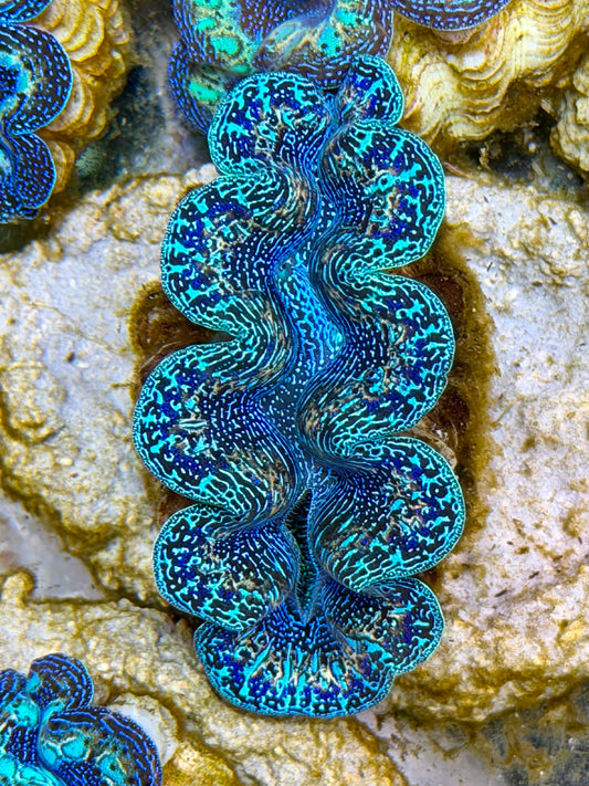 Ultra Rainbow Crocea Clam Captive Bred B