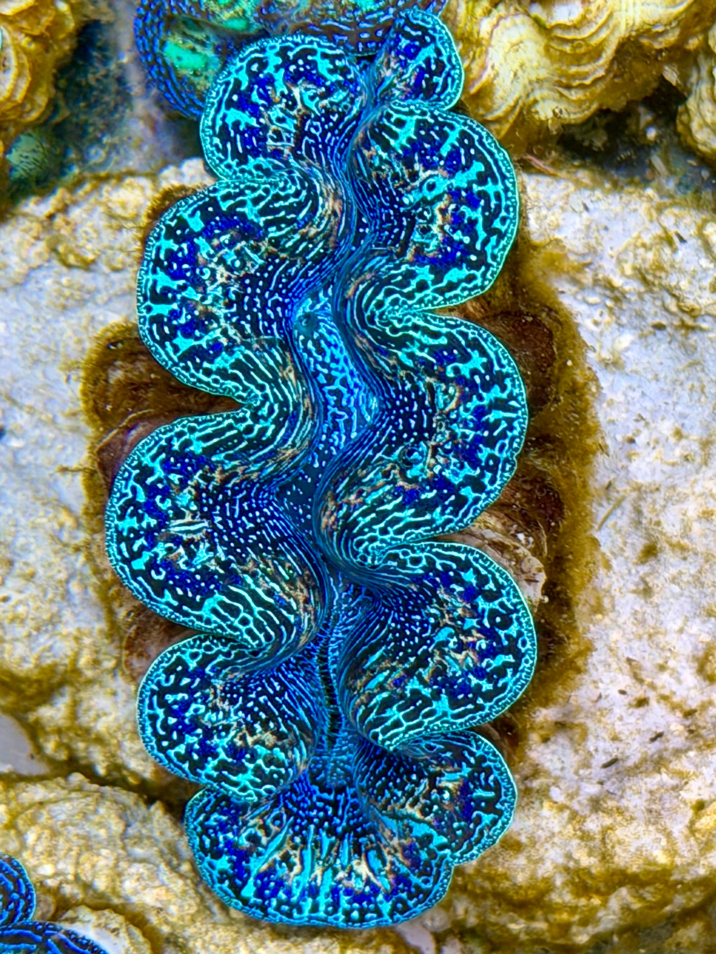 Ultra Rainbow Crocea Clam Captive Bred B