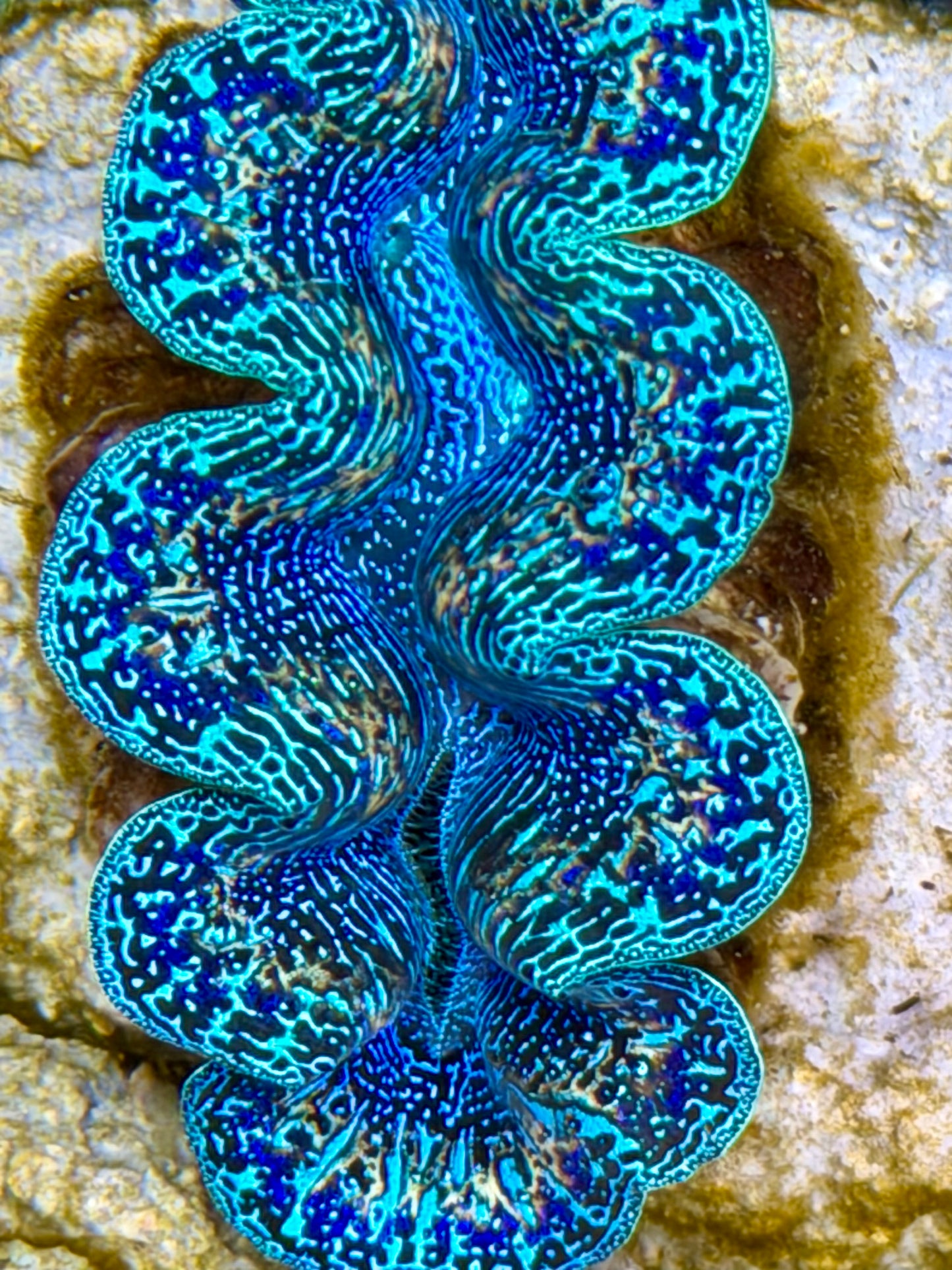 Ultra Rainbow Crocea Clam Captive Bred B