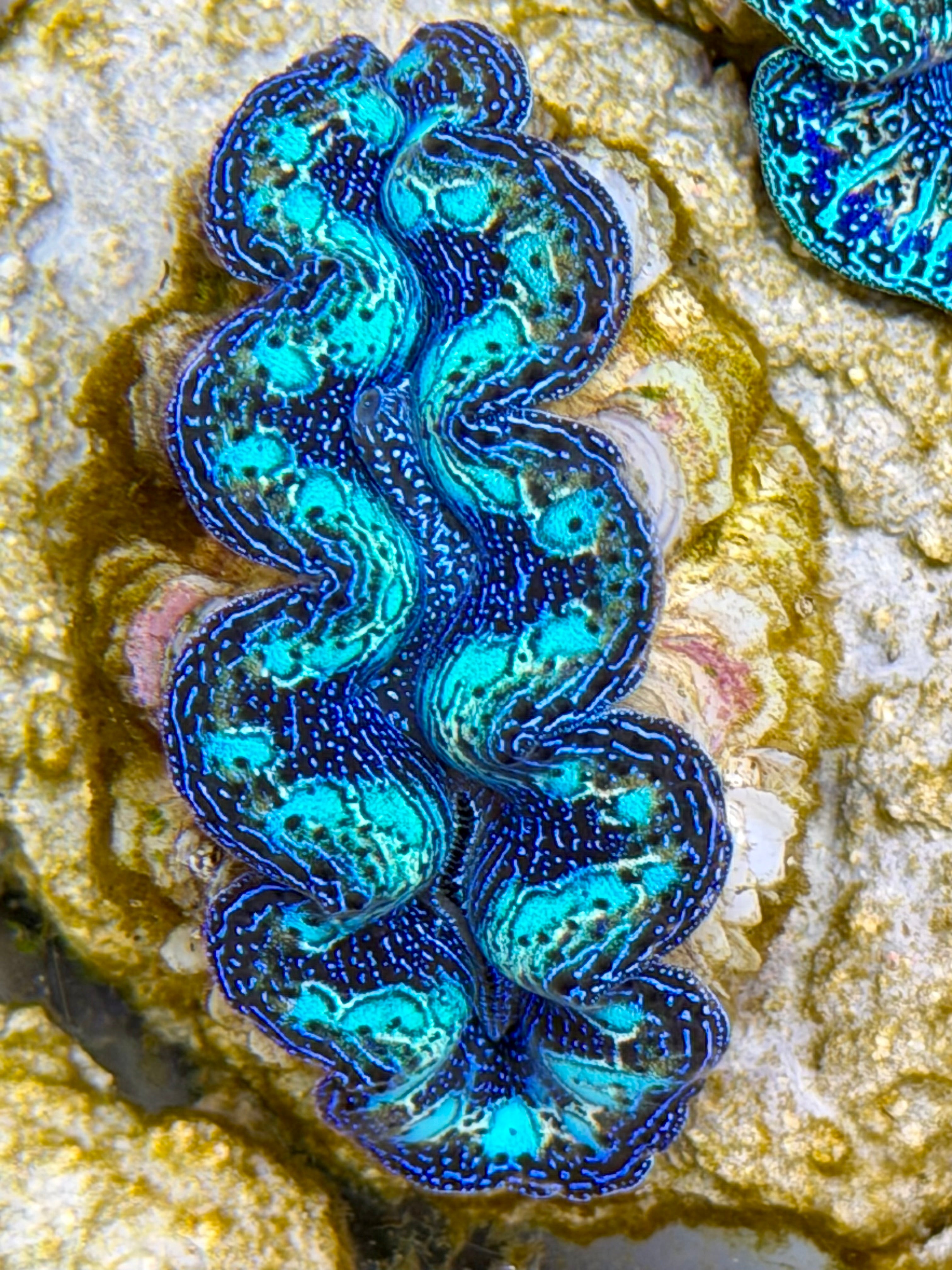 Ultra Rainbow Crocea Clam Captive Bred B – Clam Mania