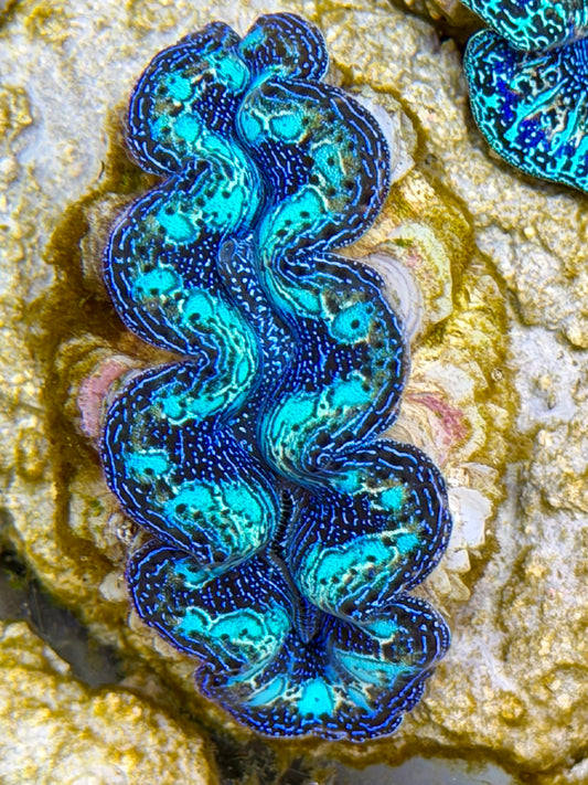 Ultra Rainbow Crocea Clam Captive Bred B