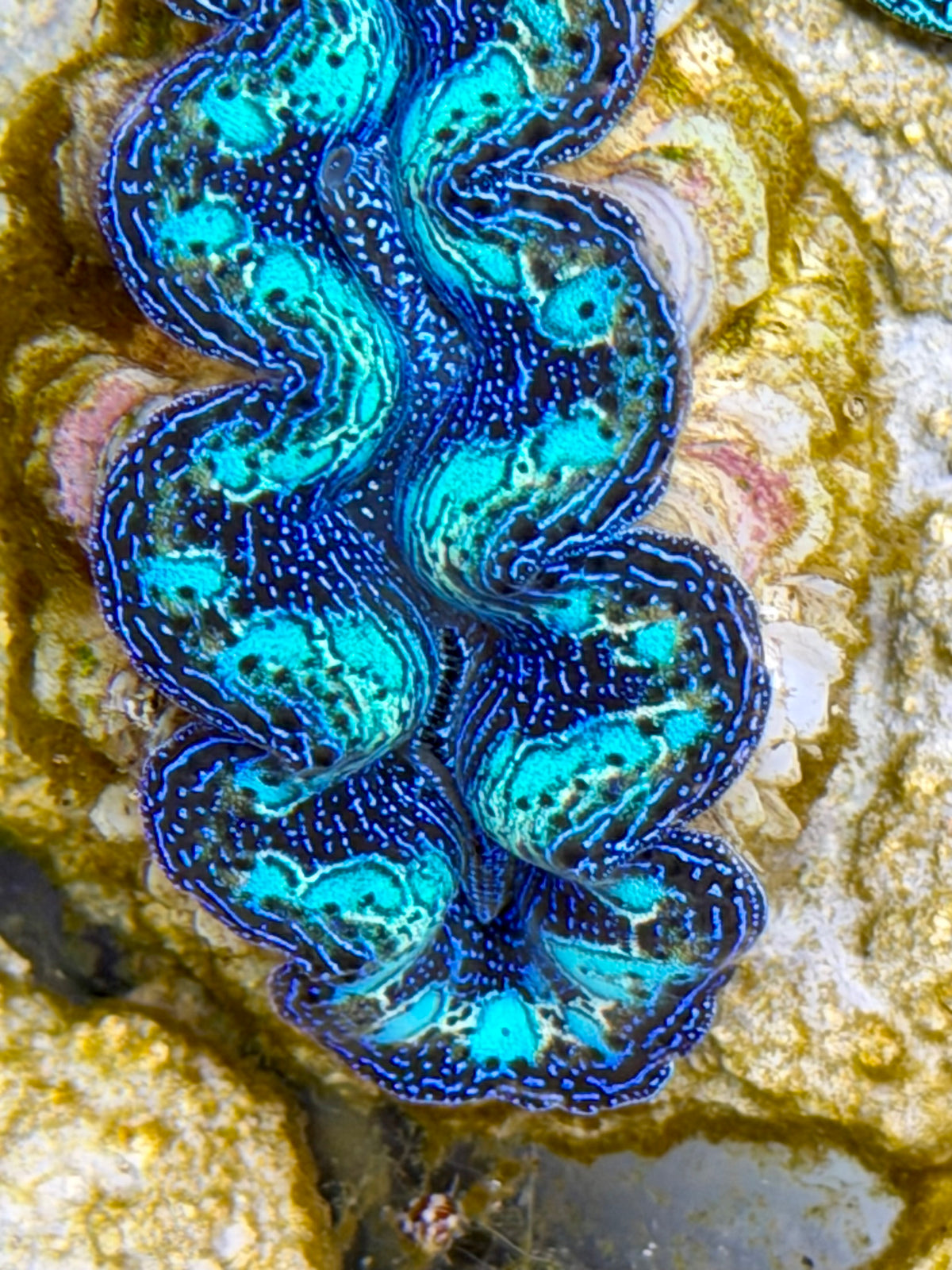 Crocea Ultra Rainbow Crocea Clam Captive Bred B – Clam Mania