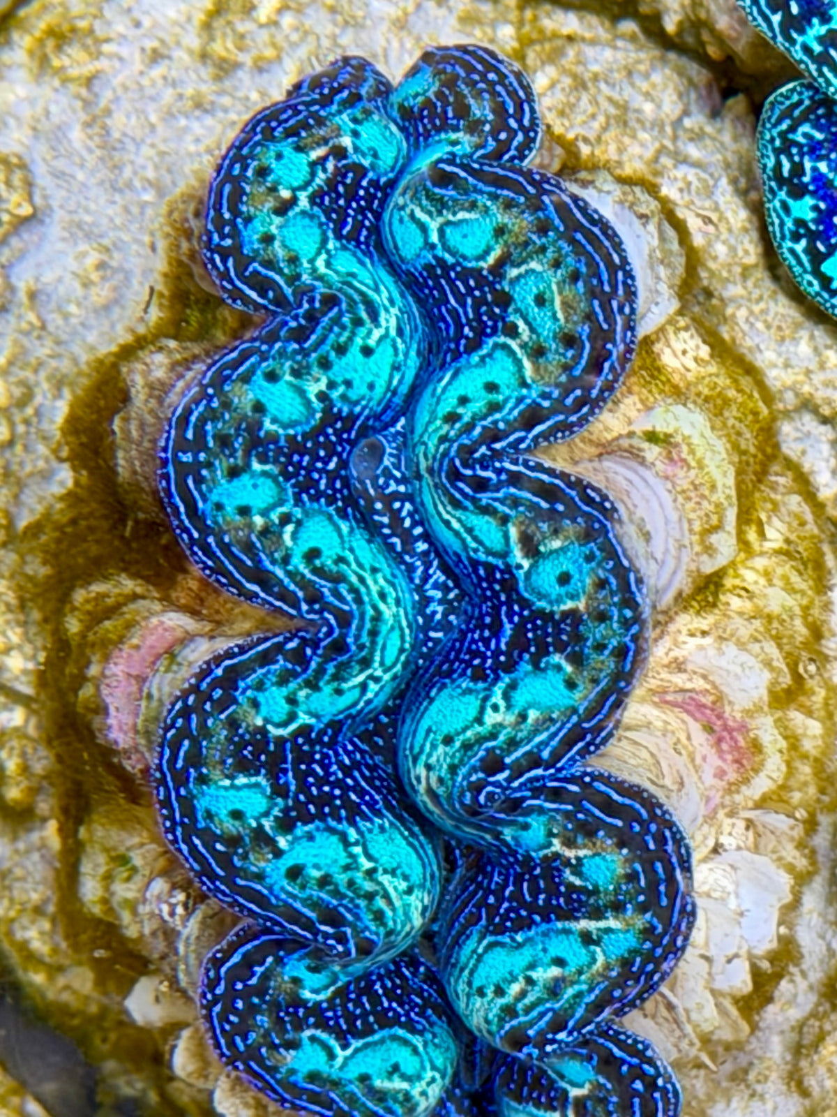Crocea Ultra Rainbow Crocea Clam Captive Bred B – Clam Mania