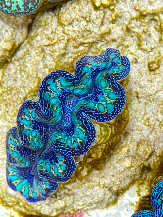 Ultra Rainbow Crocea Clam Captive Bred B