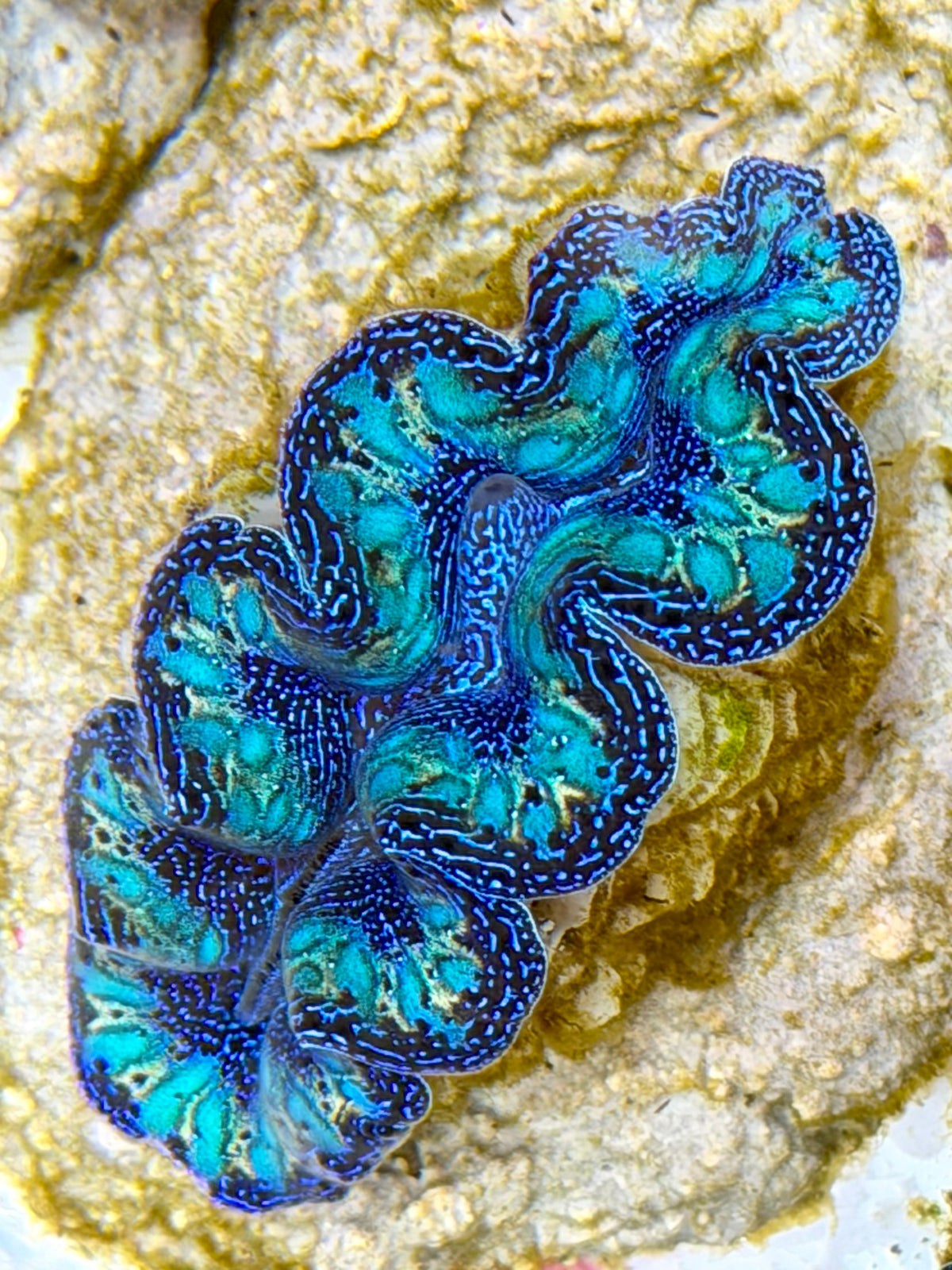 Crocea Ultra Rainbow Crocea Clam Captive Bred B – Clam Mania