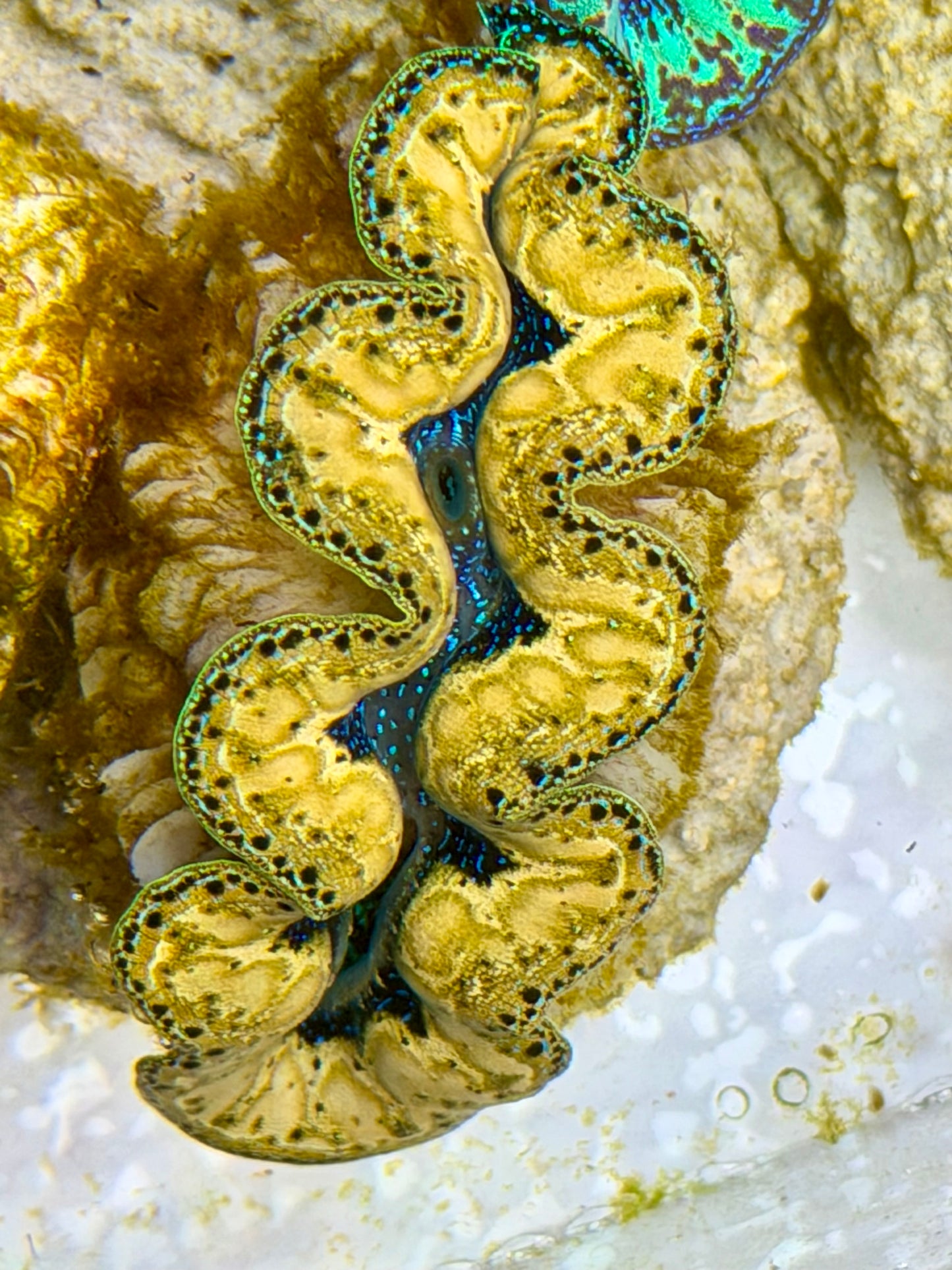 Ultra Yellow Teardrops Crocea Clam Captive Bred B
