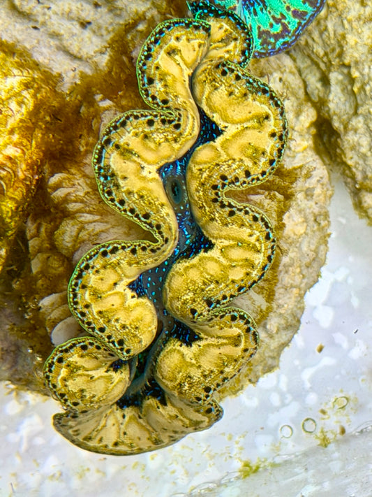 Ultra Yellow Teardrops Crocea Clam Captive Bred B