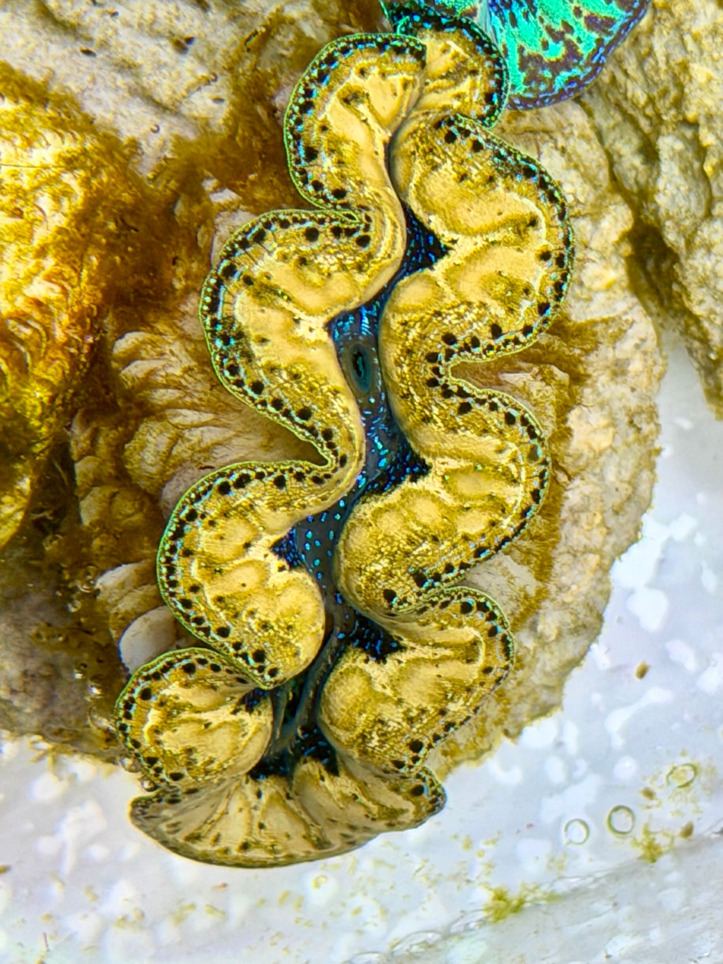 Ultra Yellow Teardrops Crocea Clam Captive Bred B