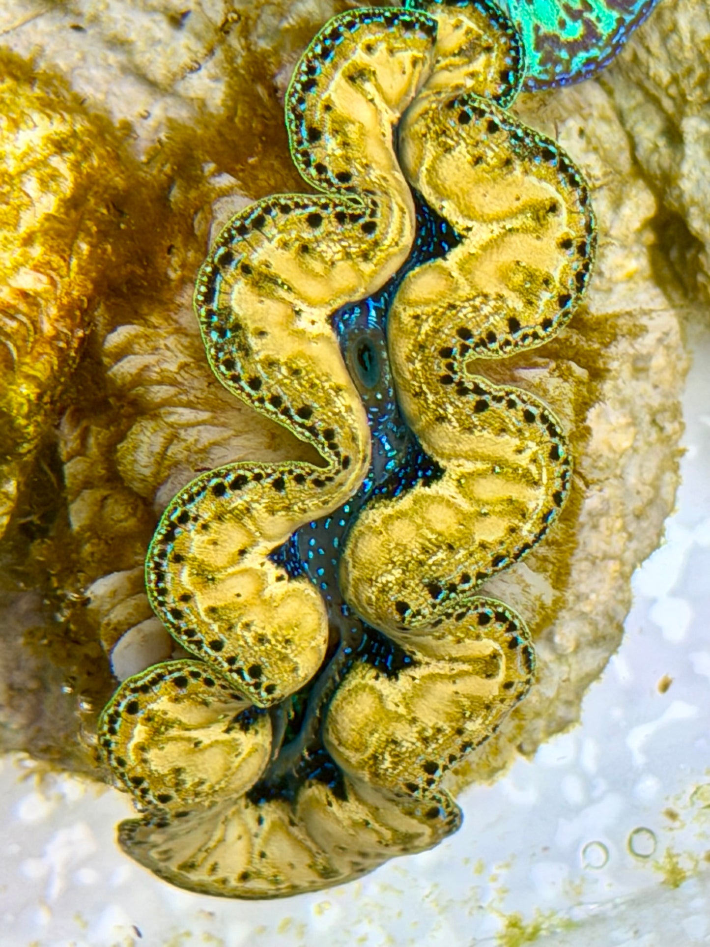 Ultra Yellow Teardrops Crocea Clam Captive Bred B