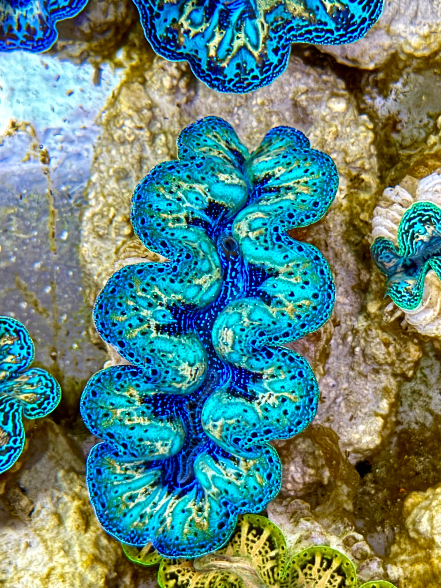 Ultra Rainbow Crocea Clam Captive Bred B