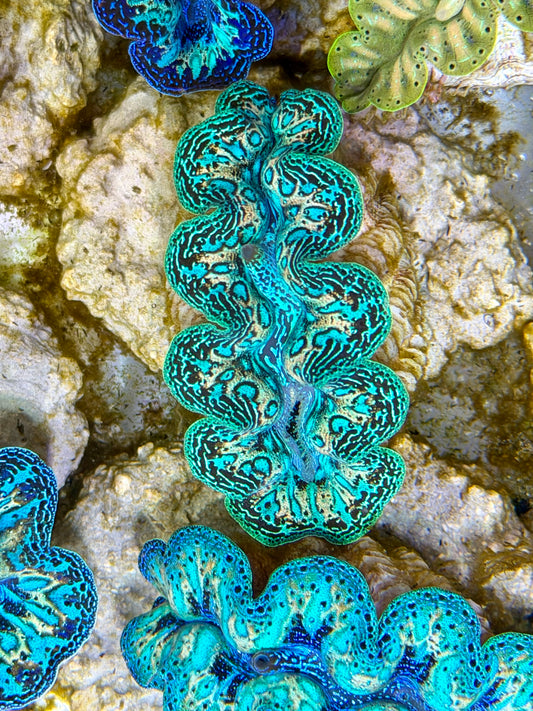 Ultra Rainbow Crocea Clam Captive Bred B