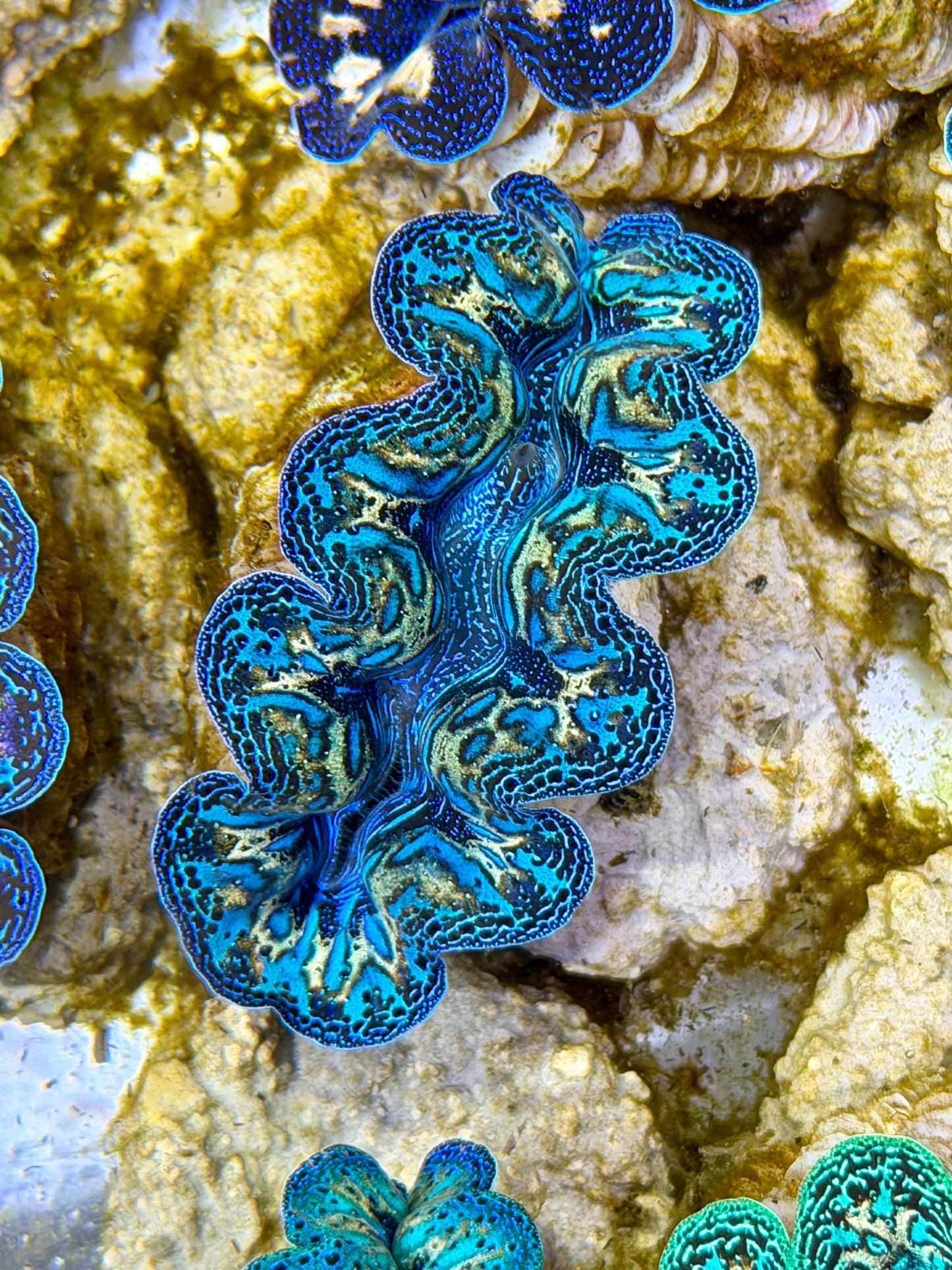 Ultra Rainbow Crocea Clam Captive Bred B