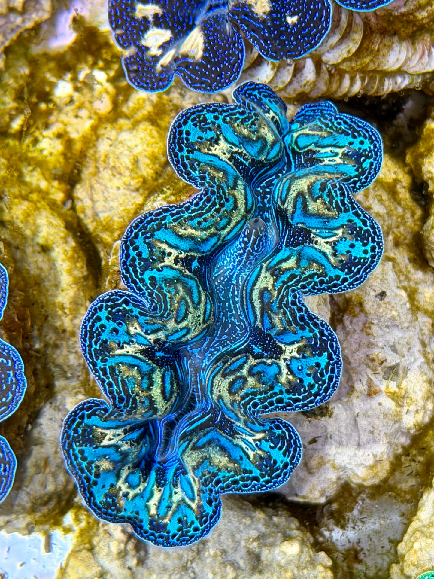 Ultra Rainbow Crocea Clam Captive Bred B