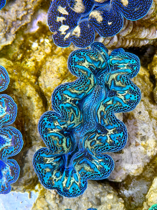 Ultra Rainbow Crocea Clam Captive Bred B