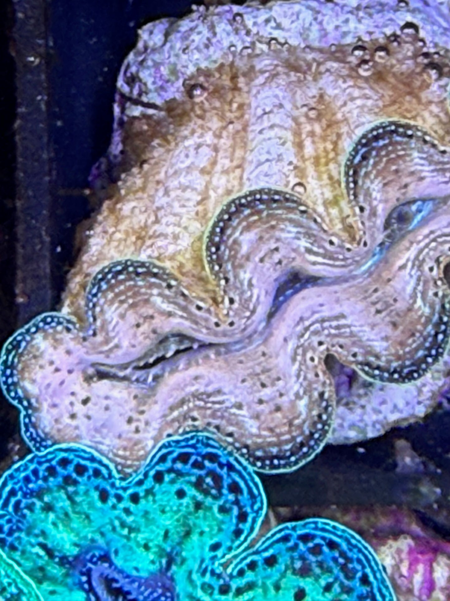 Captive bred Crocea tridacna giant clam #51 Black