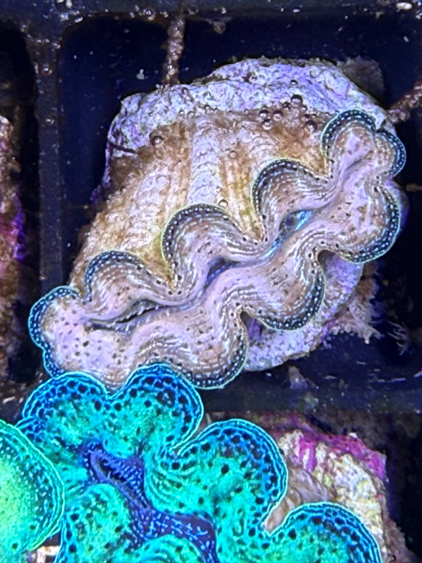 Captive bred Crocea tridacna giant clam #51 Black