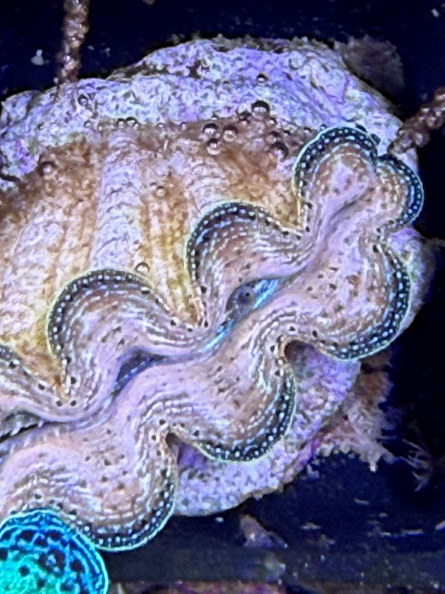 Captive bred Crocea tridacna giant clam #51 Black